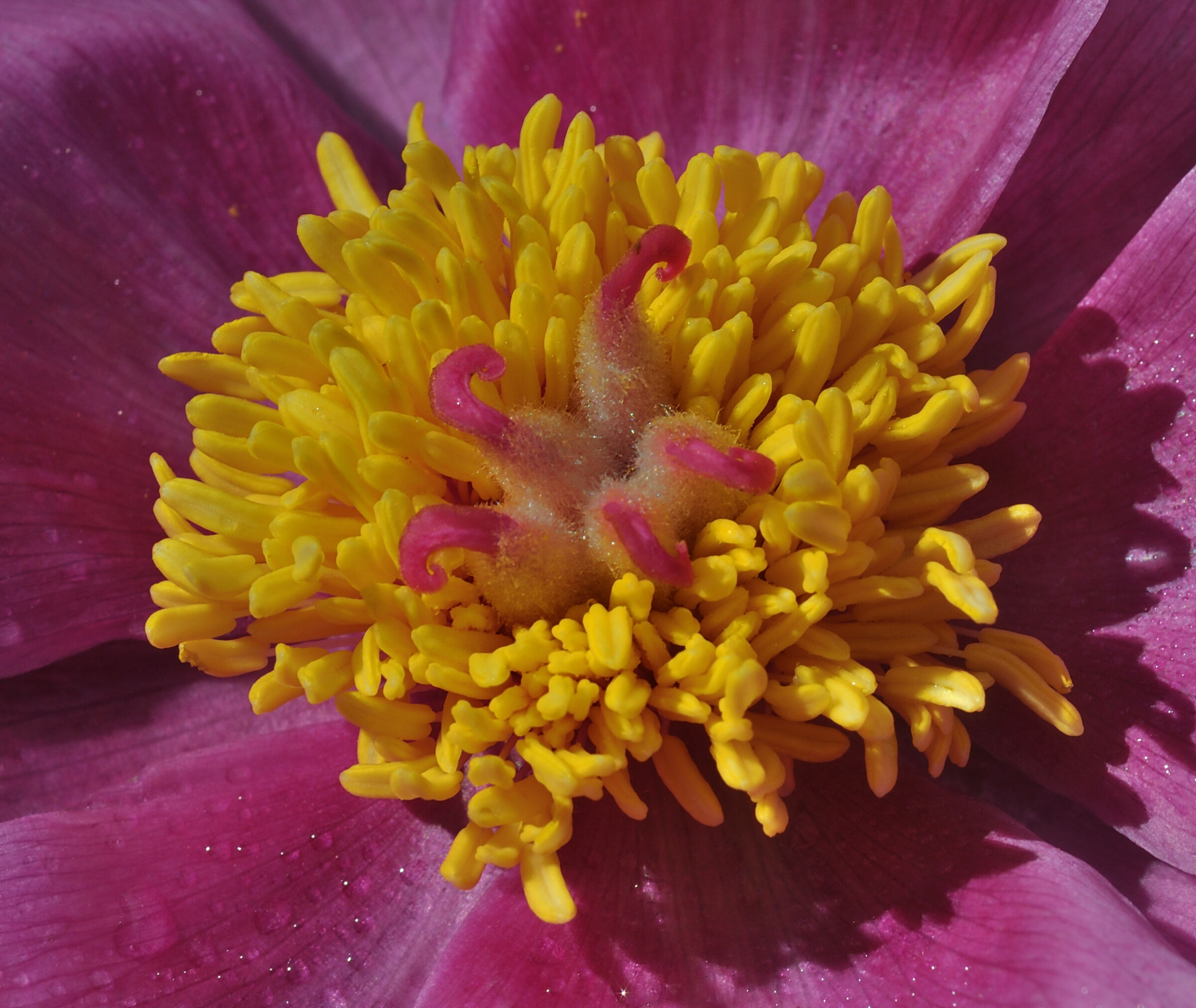 Peony