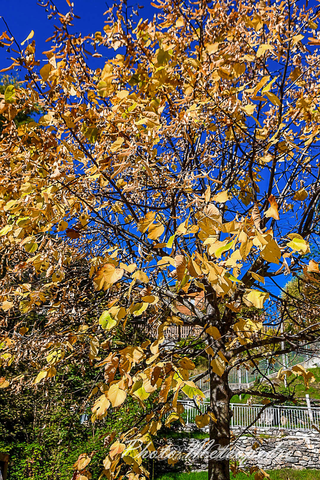 autumn to my country