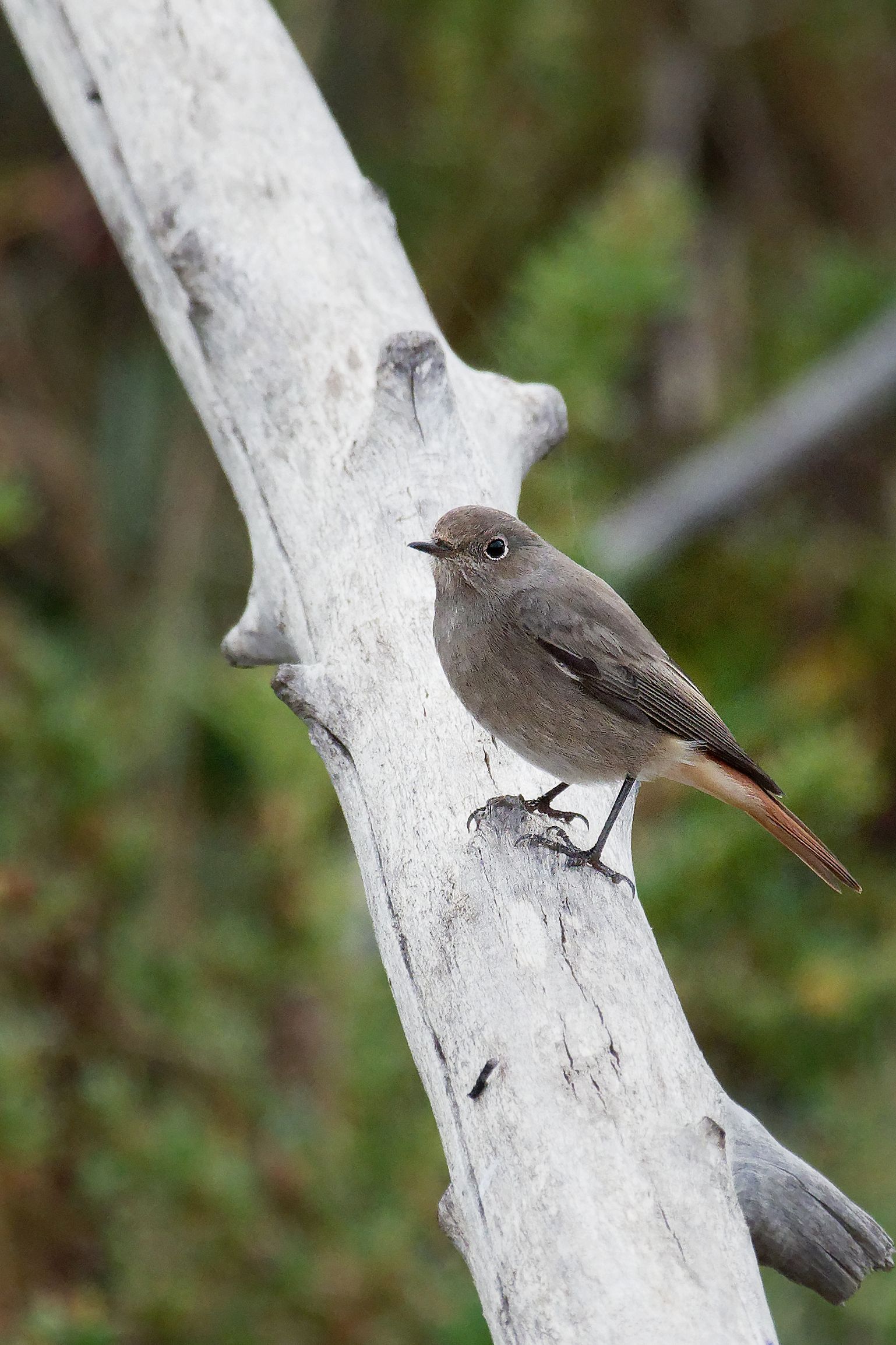 Black redstart