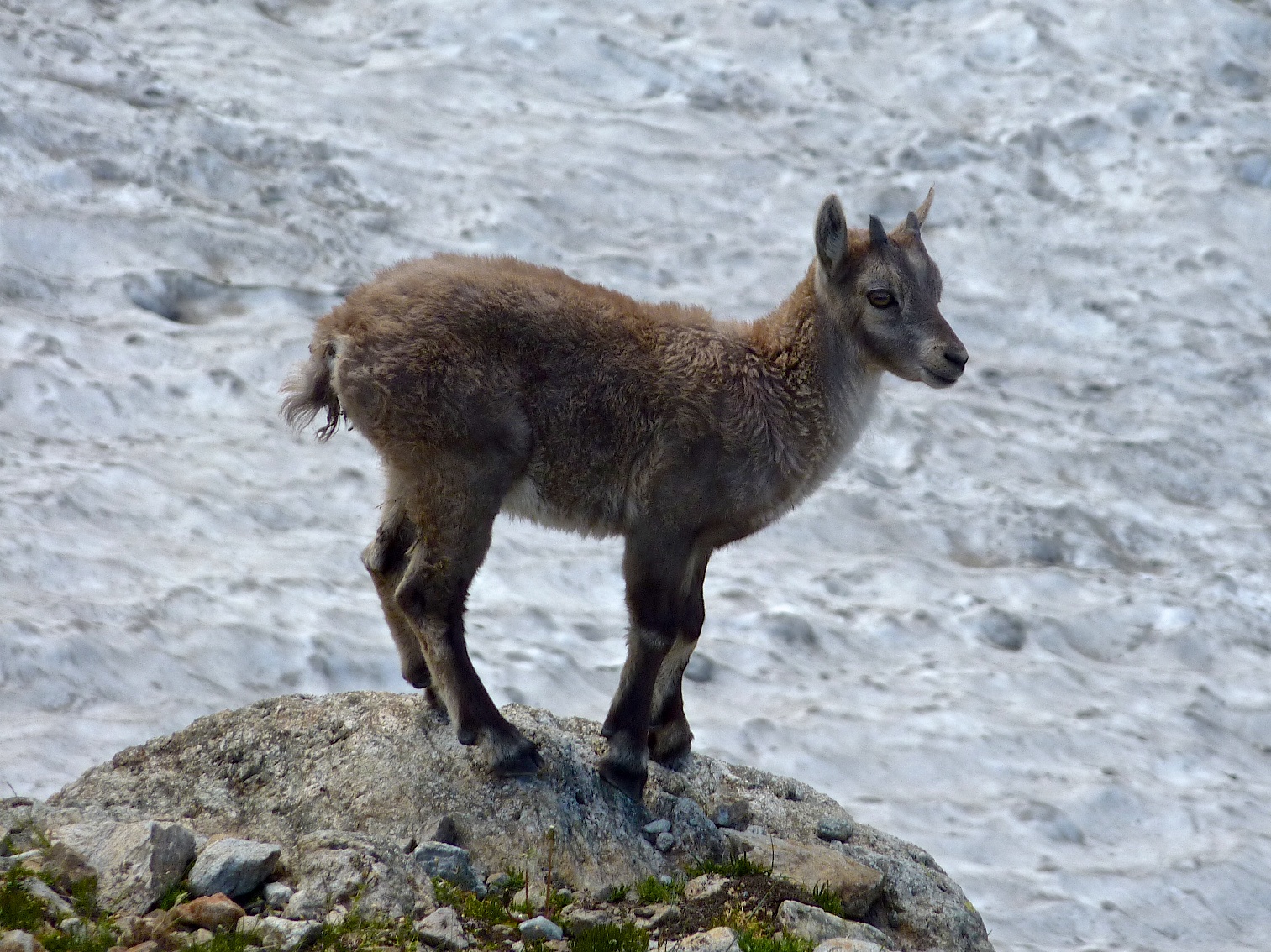 Young ibex