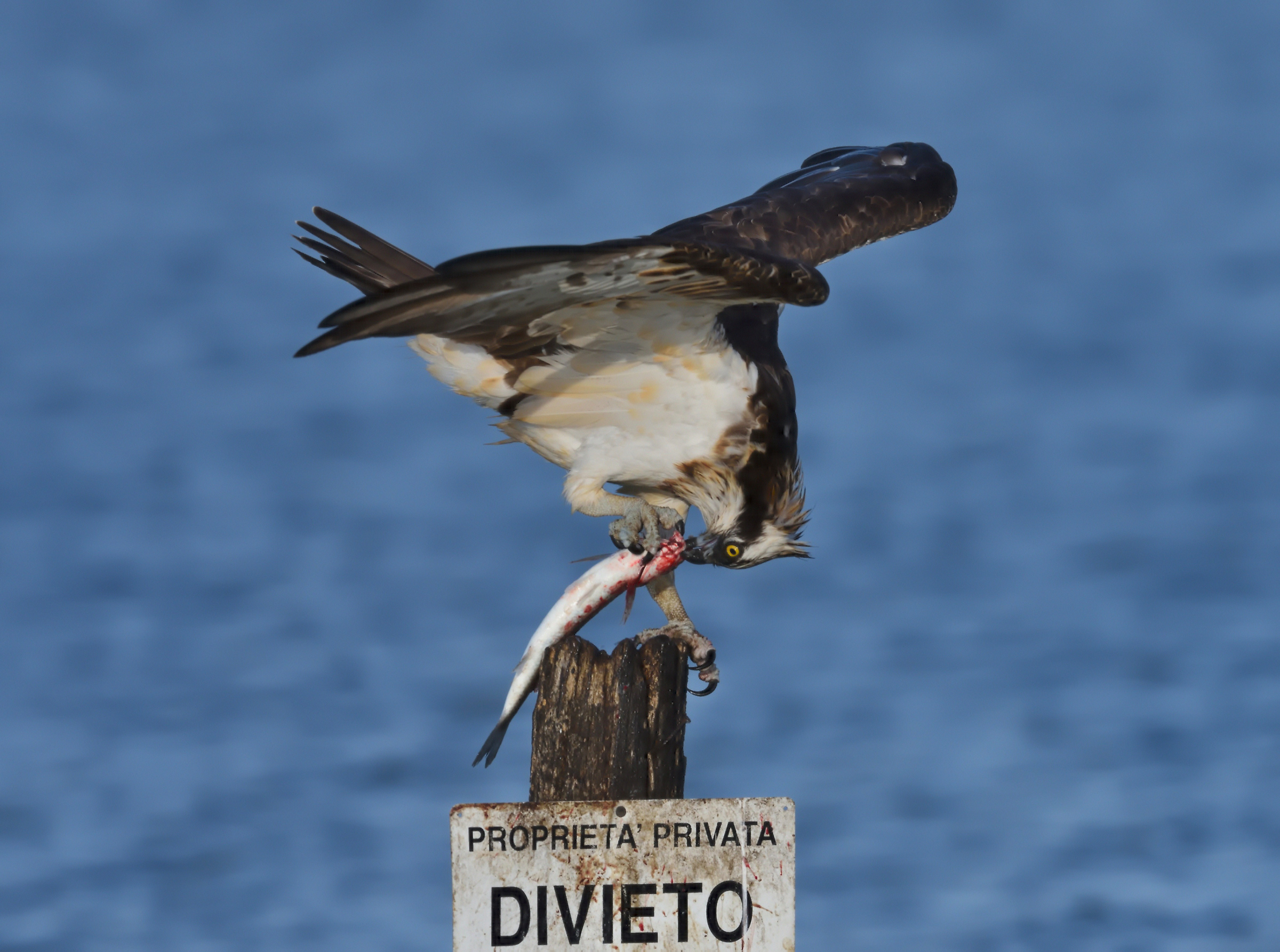 Osprey