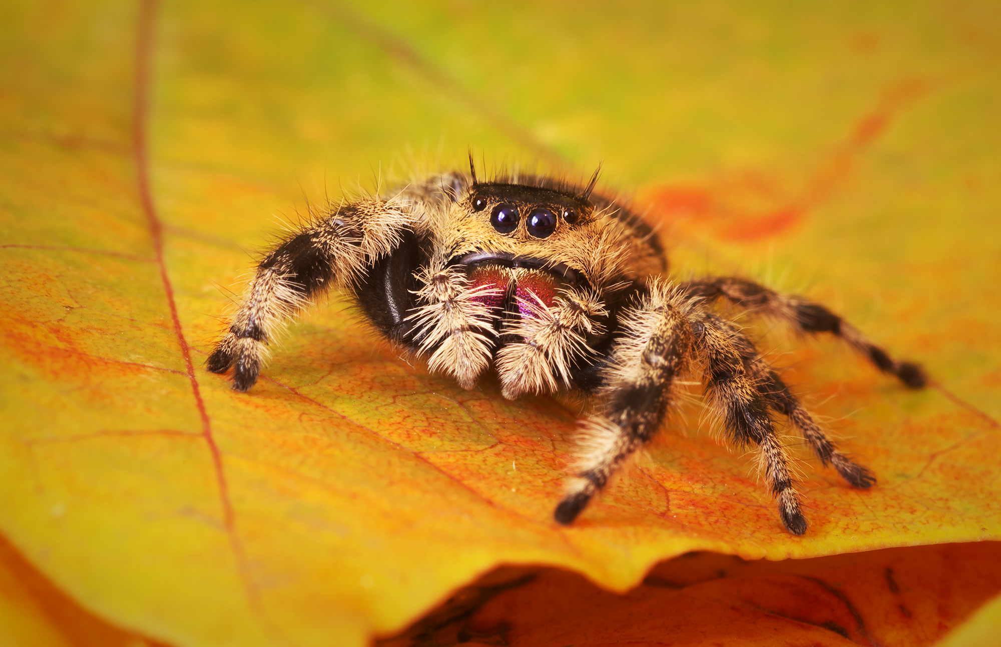 Phidippus regius Apalachicola