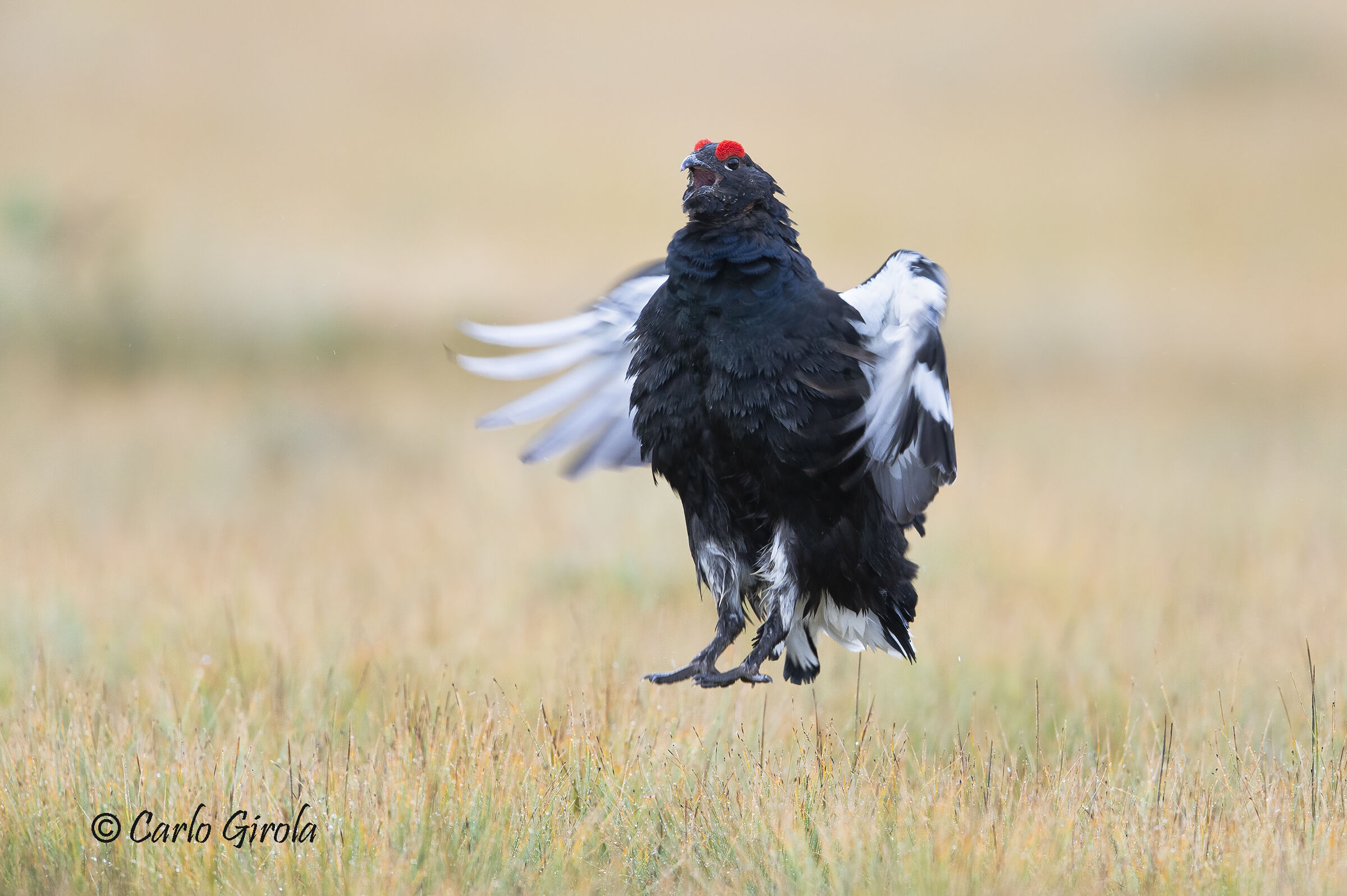 Black grouse ((Lyrurus tetrix)