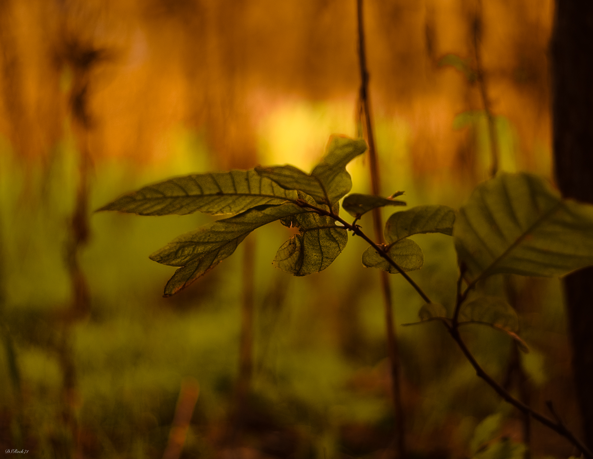 brushstrokes in the undergrowth