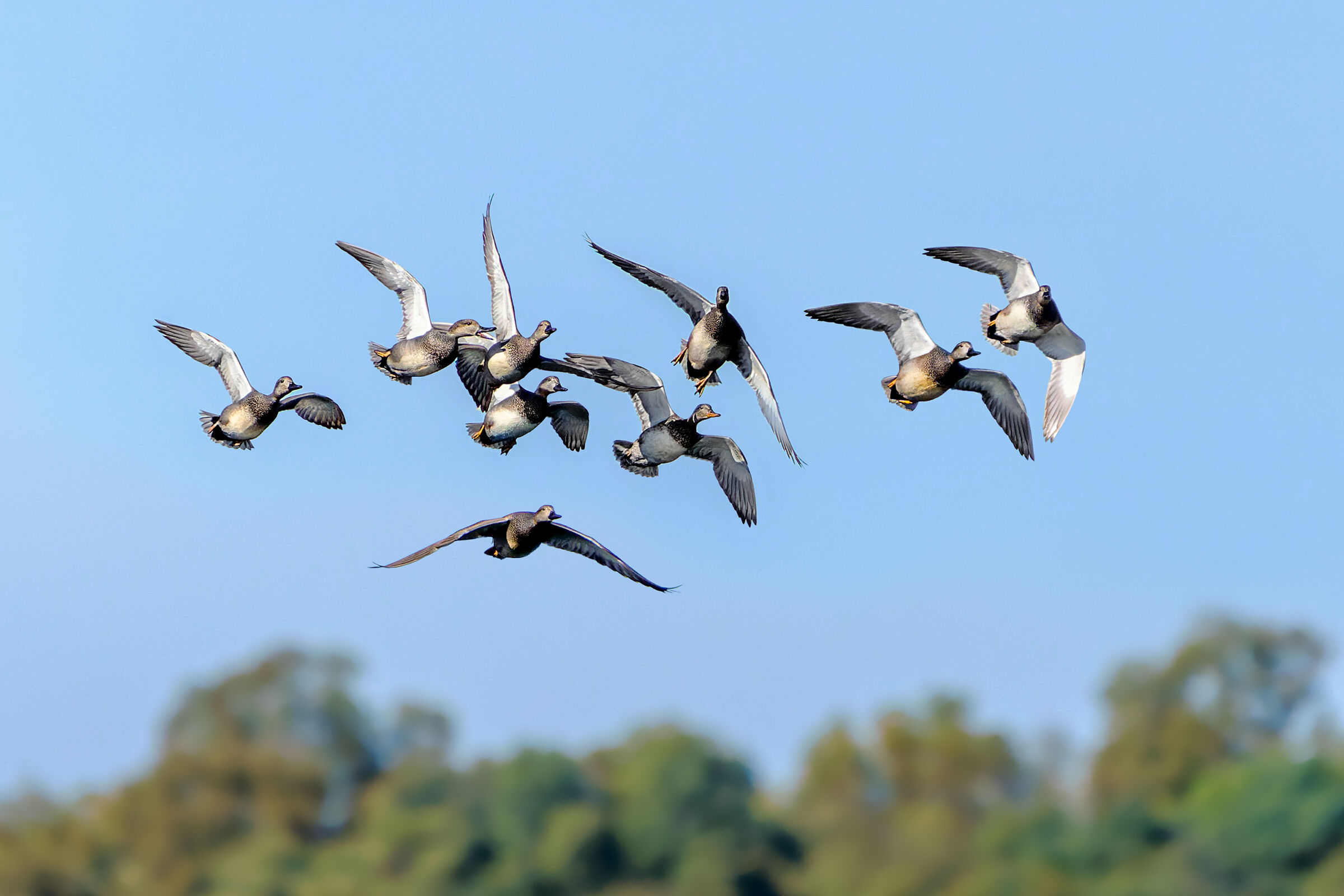 Canapiglie in volo di corteggiamento