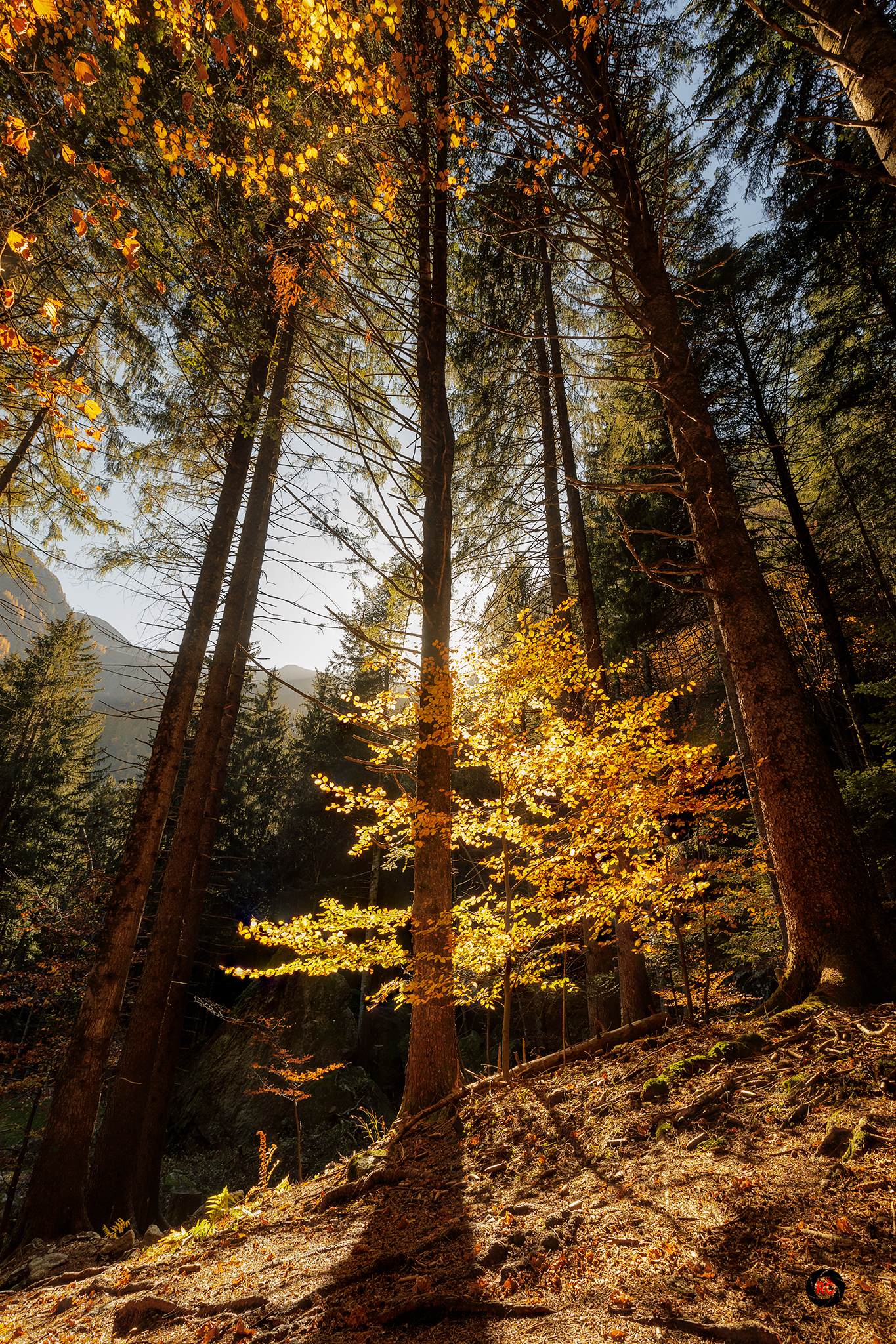 Forest of the baths of Masino