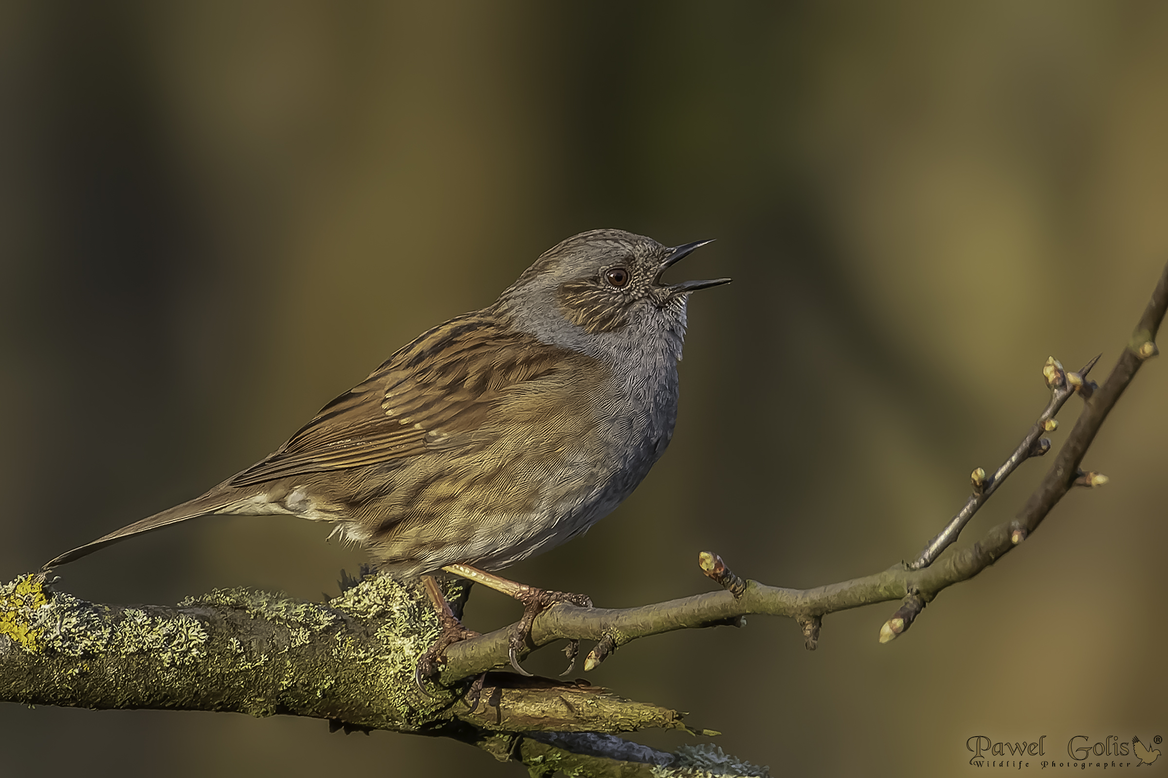 Dunnock (Prunella modularis)