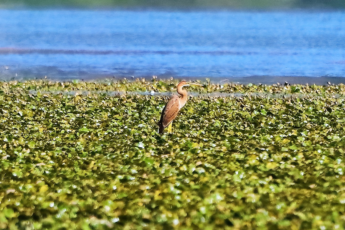 airone rosso 24-08-2022