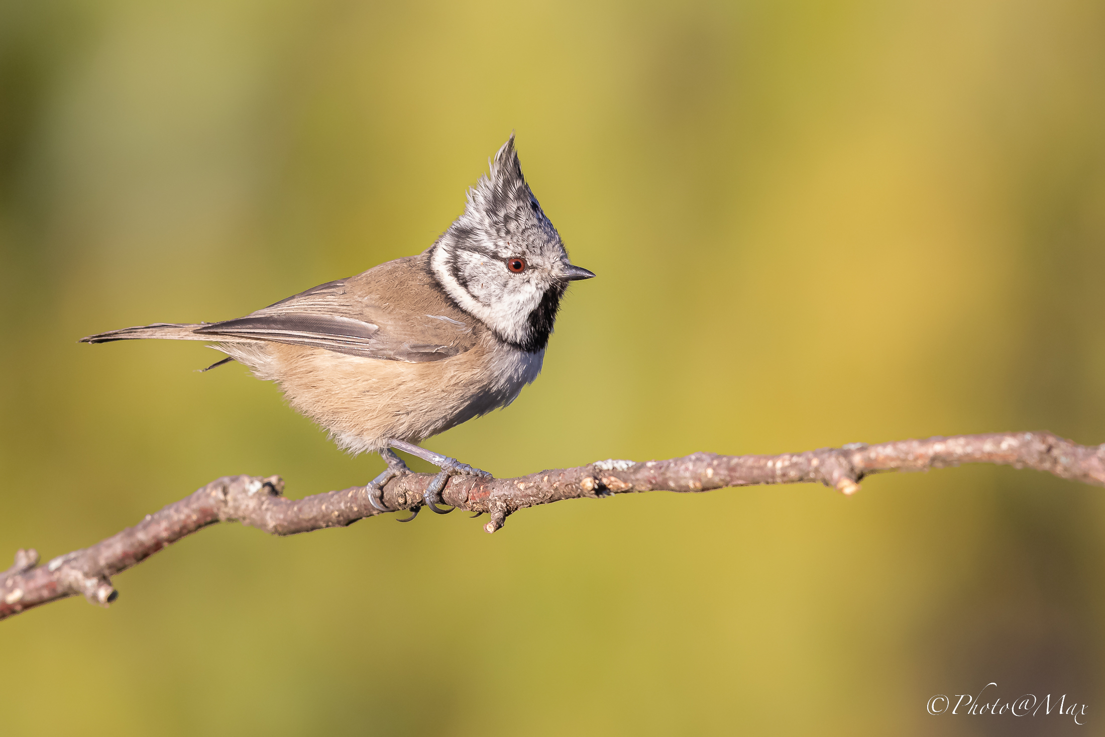 con quel ciuffo lì...