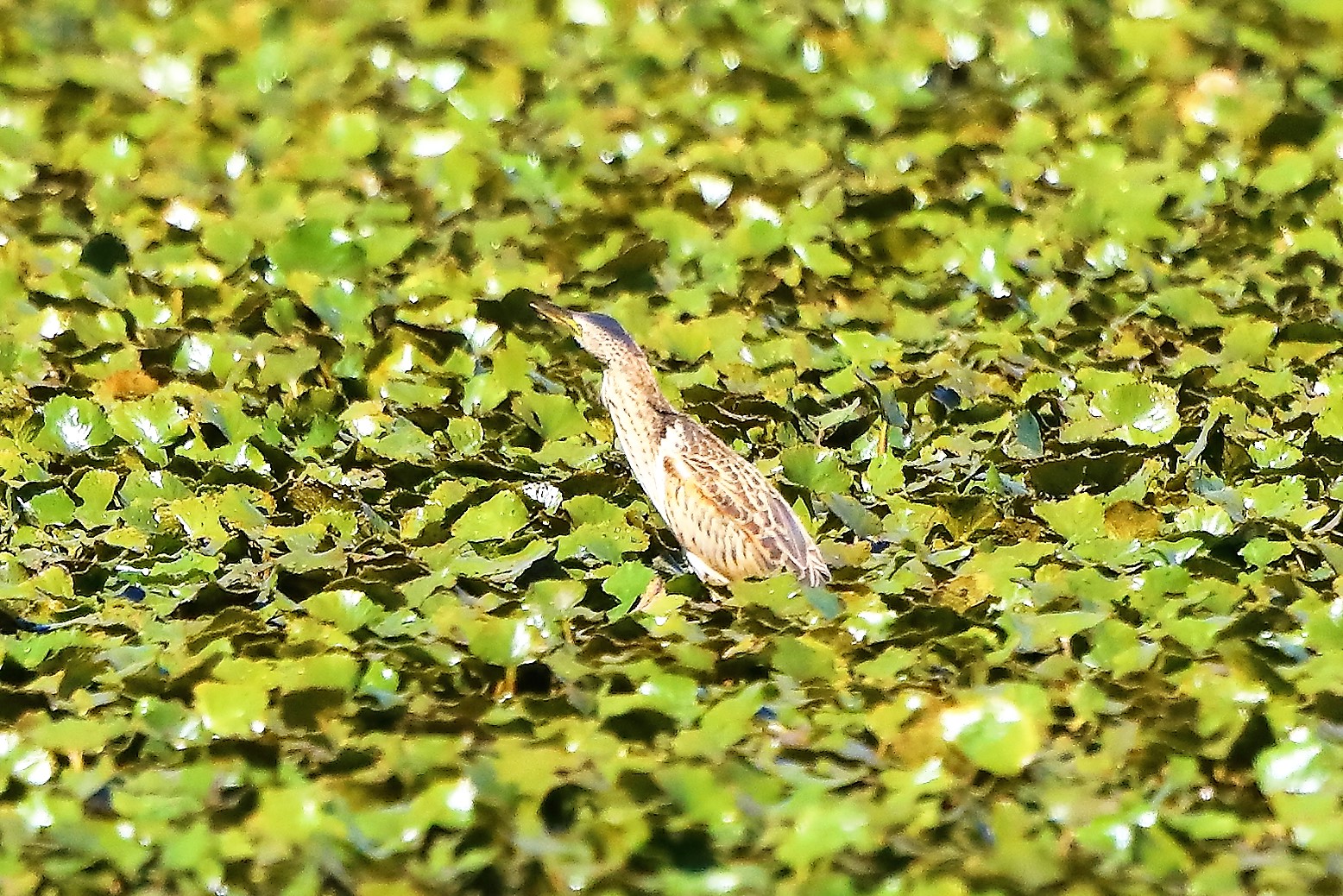 tarabusino 24-08-2022