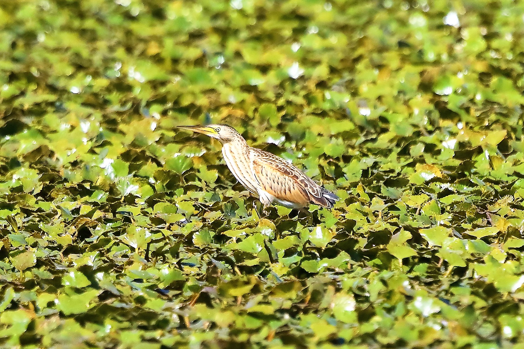 tarabusino 24-08-2022