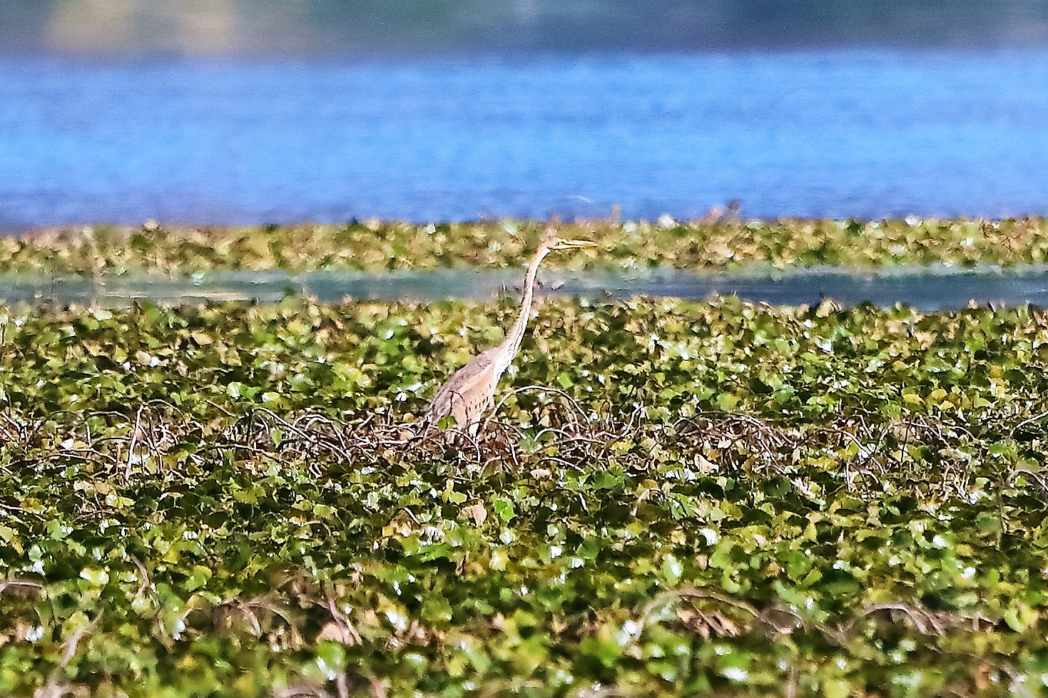 airone rosso 24-08-2022