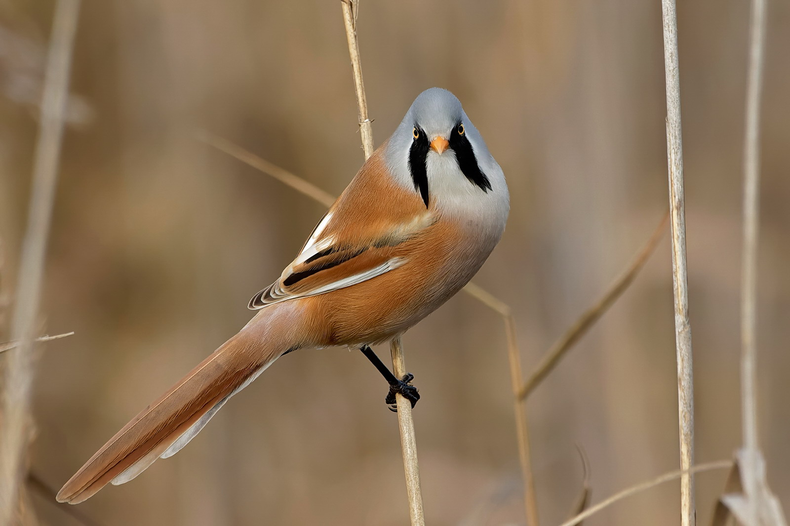 Bearded Tit - Panurus biarmuicus