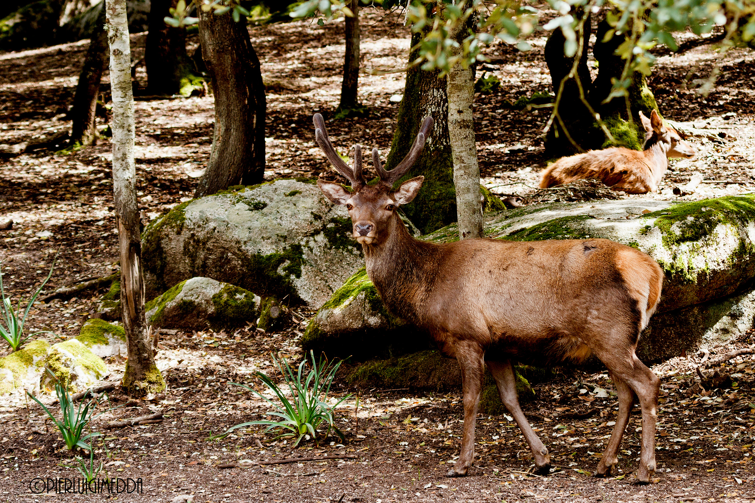Cervo sardo