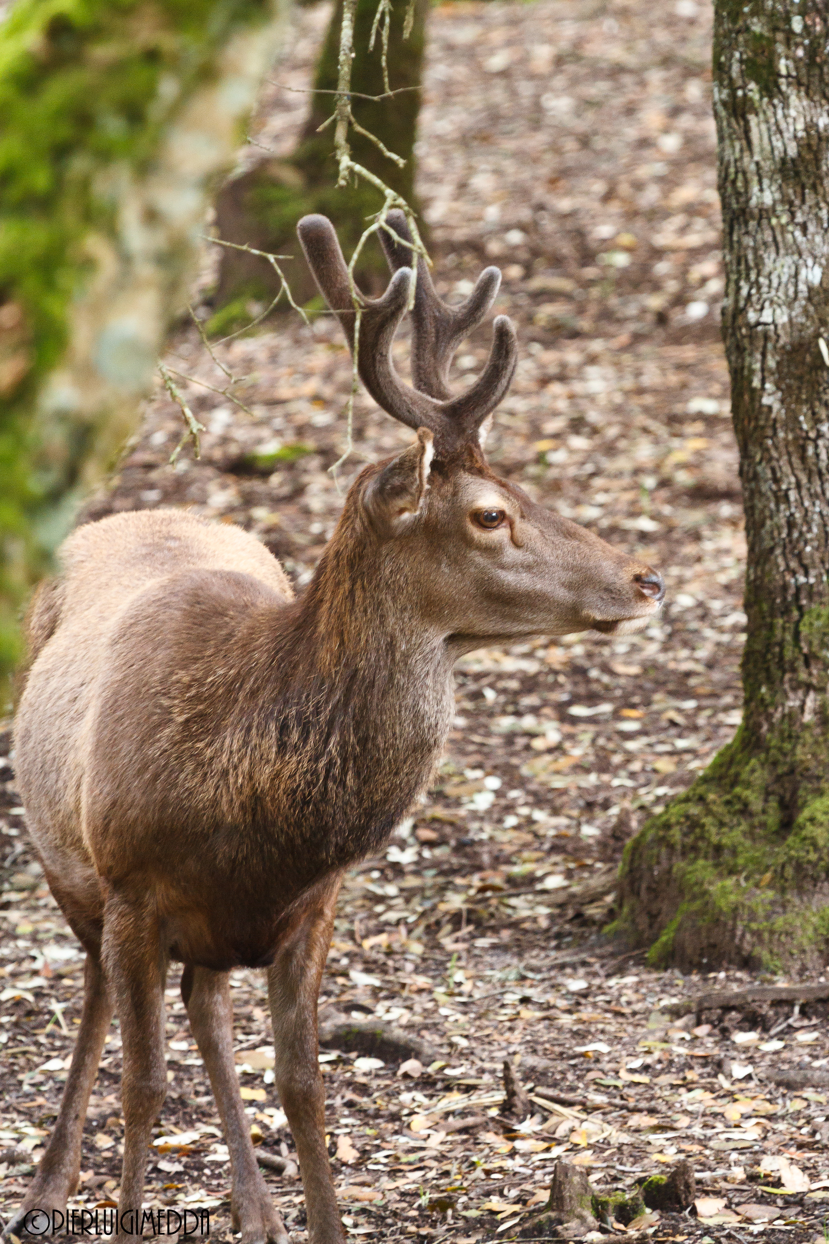 Cervo sardo