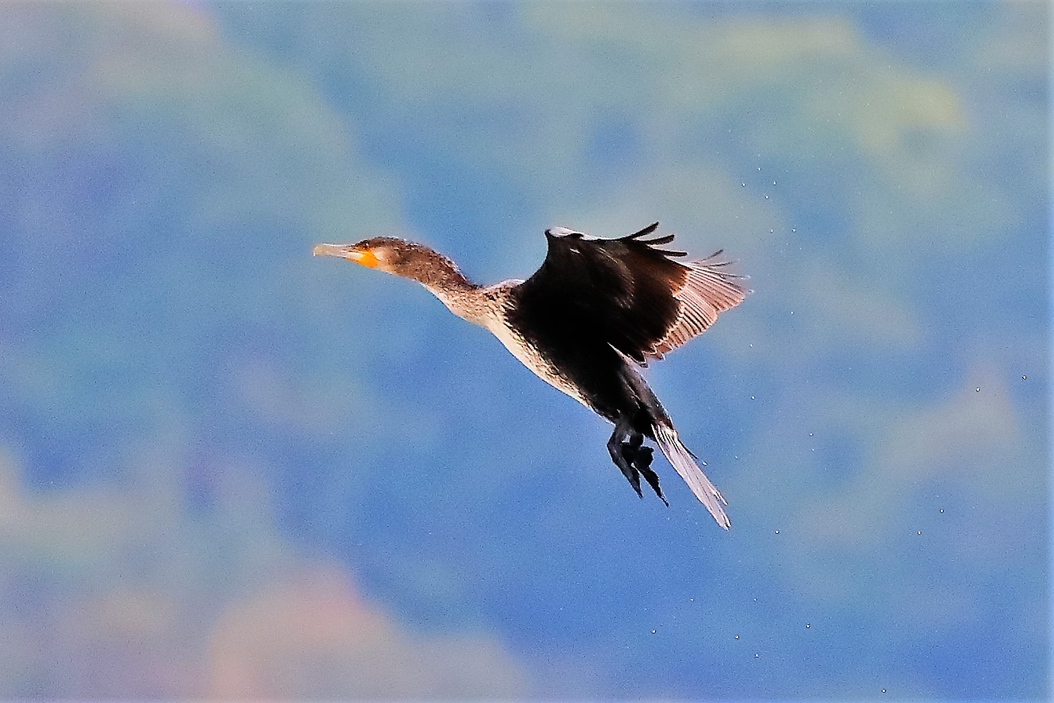 cormorano 30-08-2022
