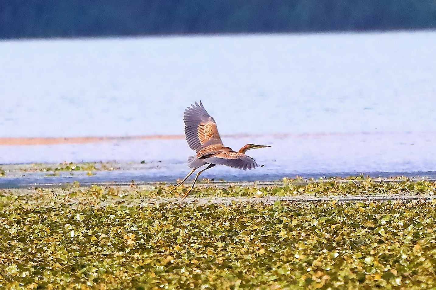 airone rosso 30-08-2022