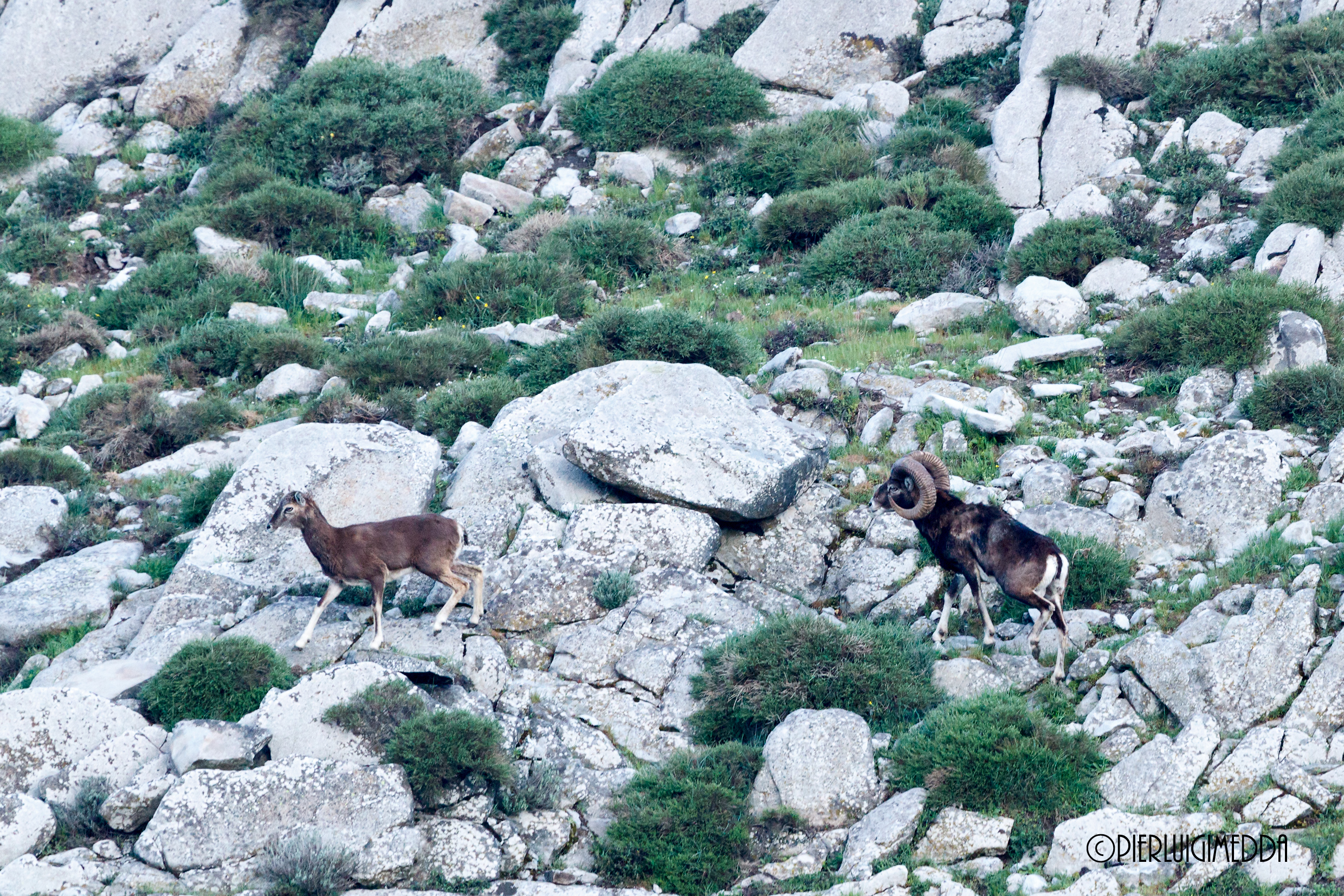 Coppia di Mufloni
