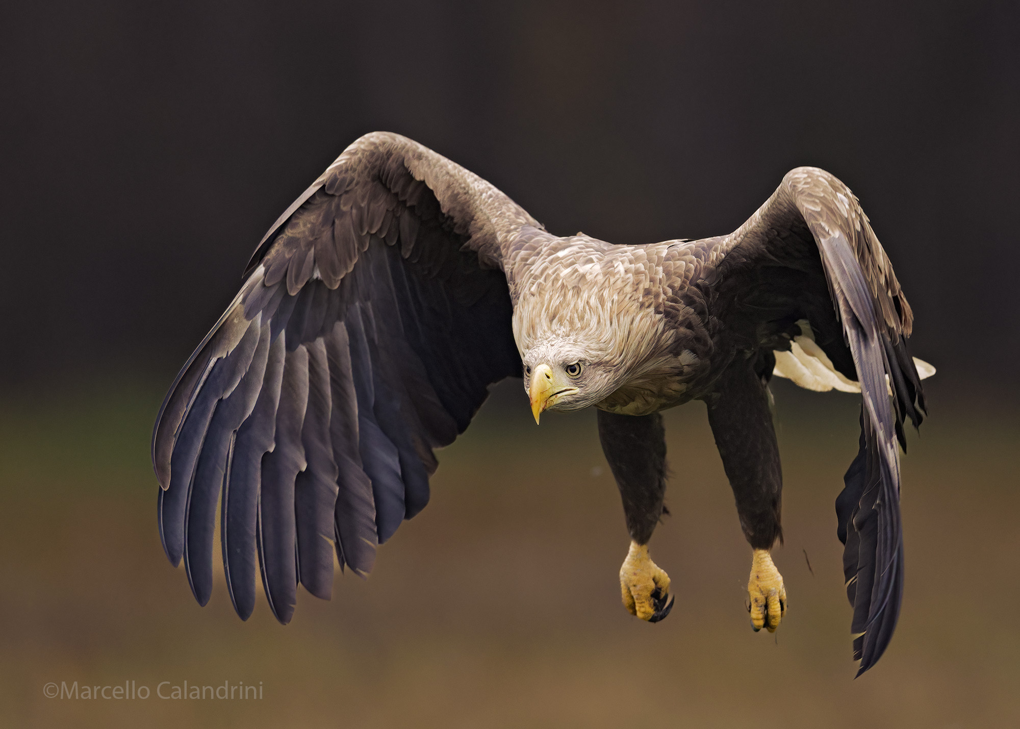 White-tailed sea eagle