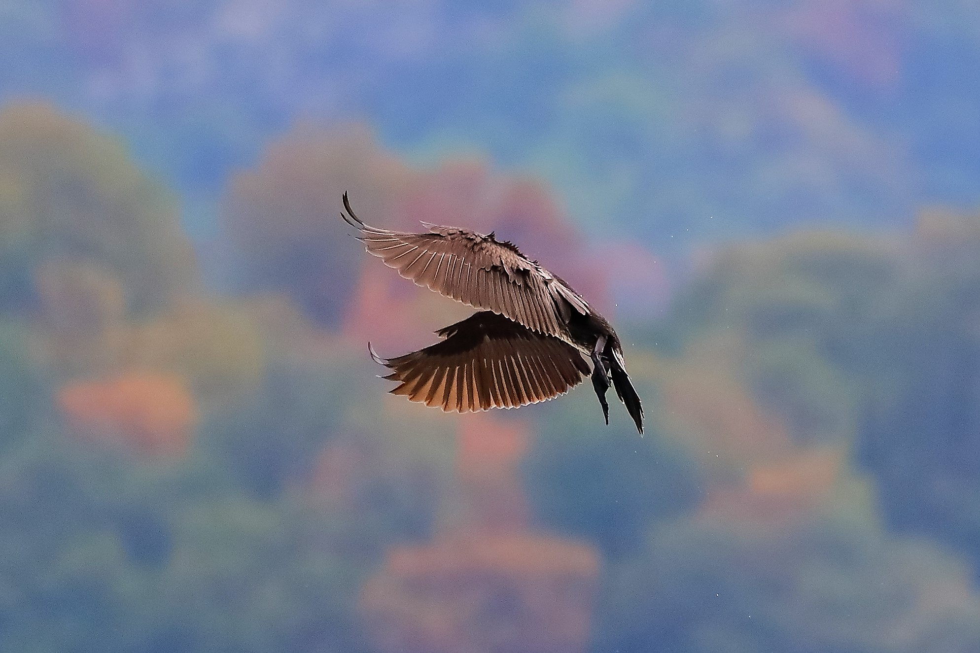 cormorano 30-08-2022