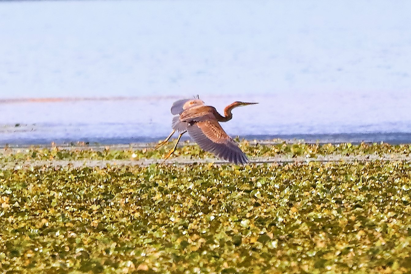 airone rosso 30-08-2022