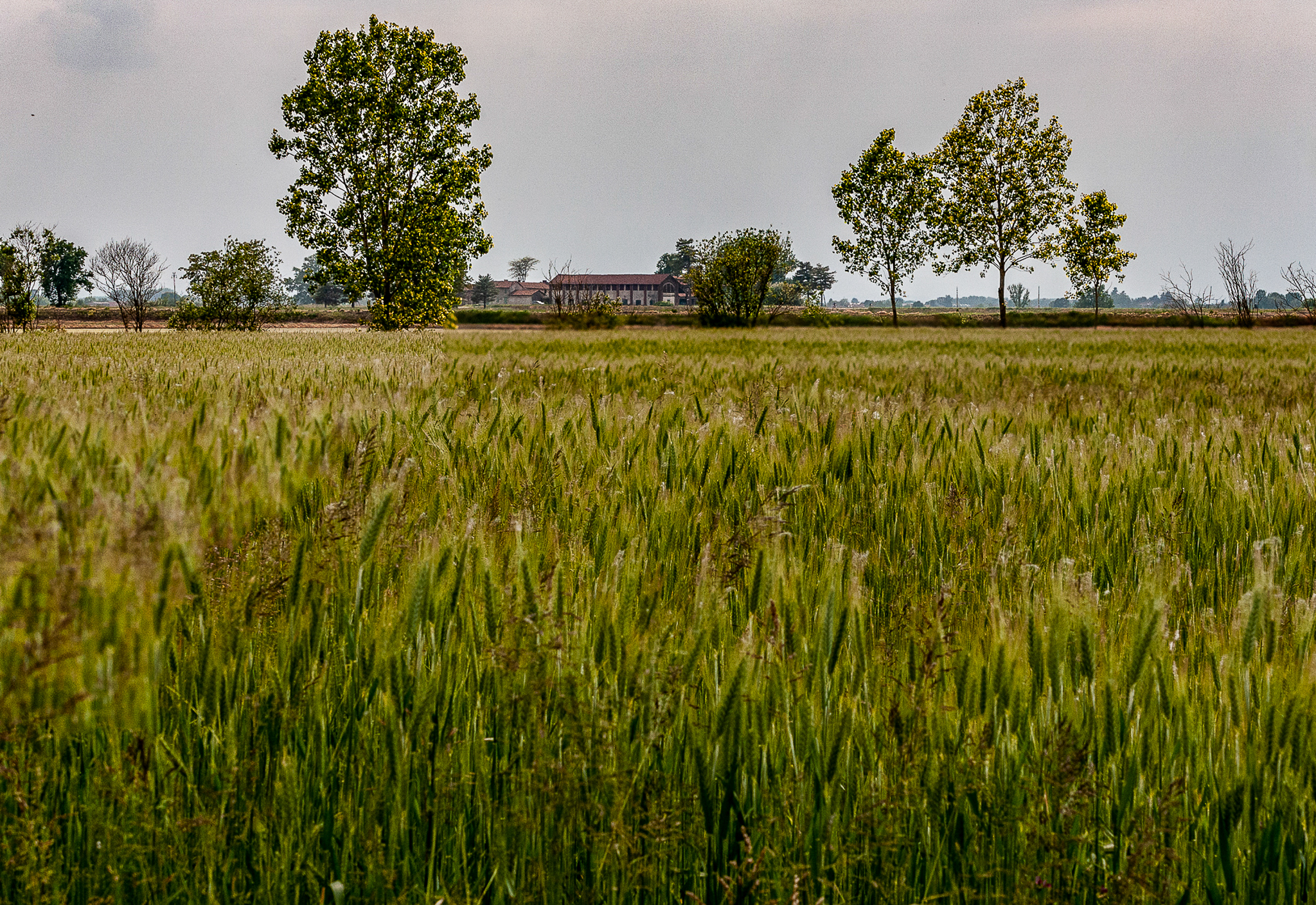 cascina novarese
