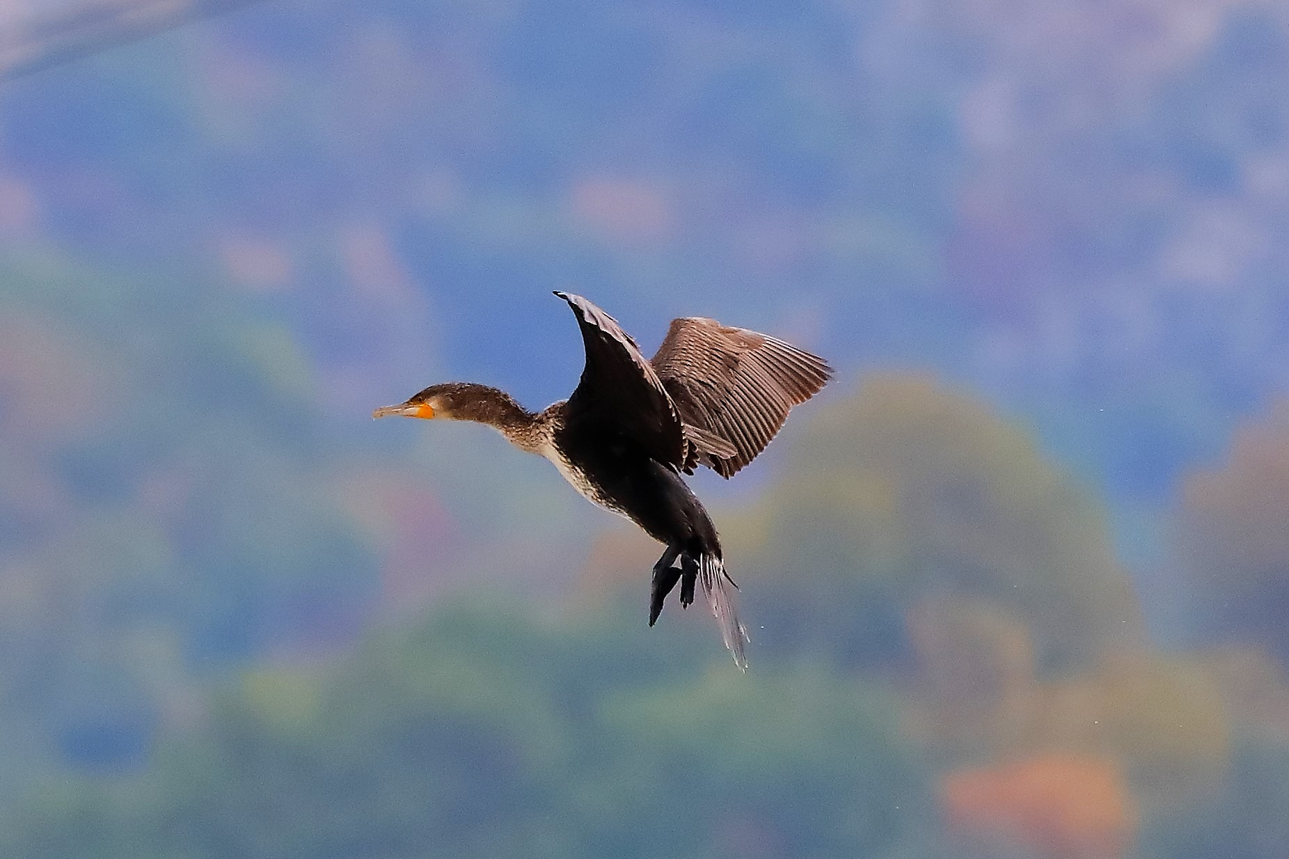 cormorano 30-08-2022