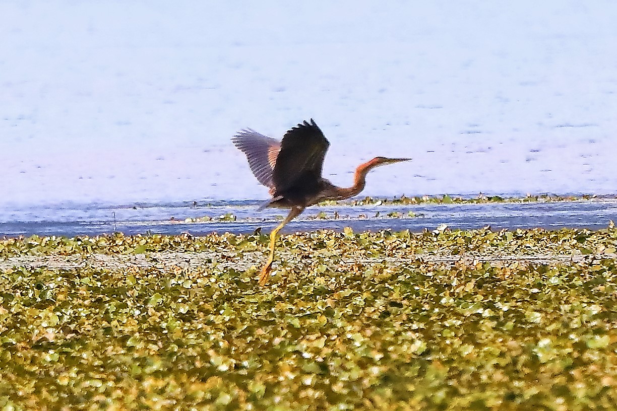 airone rosso 30-08-2022