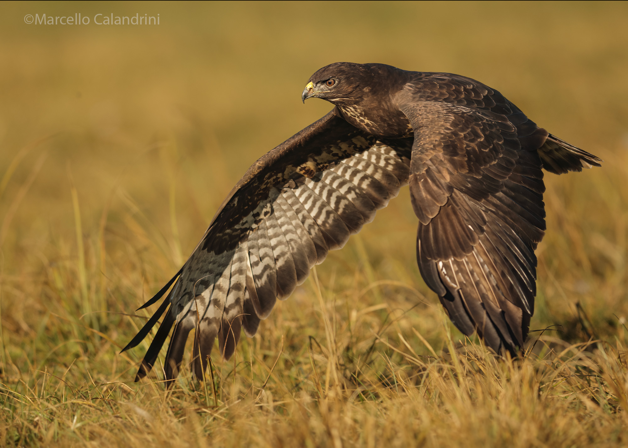 Buzzard