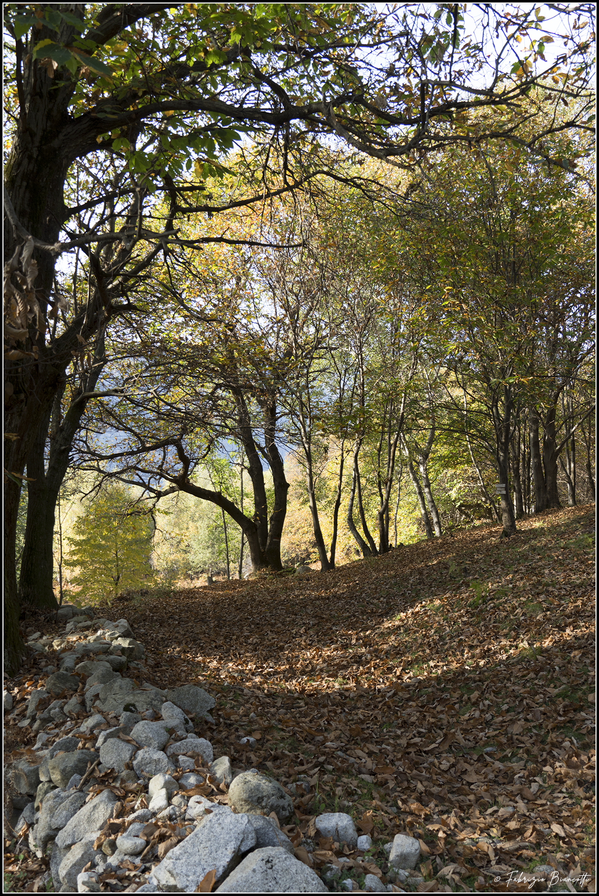 Two steps among the dry leaves