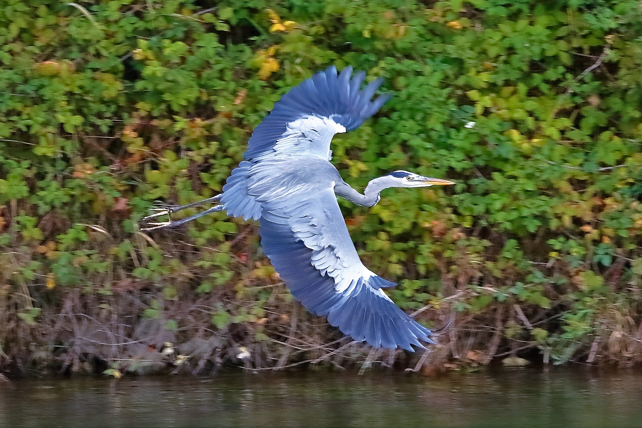Airone cenerino 12 novembre  2022