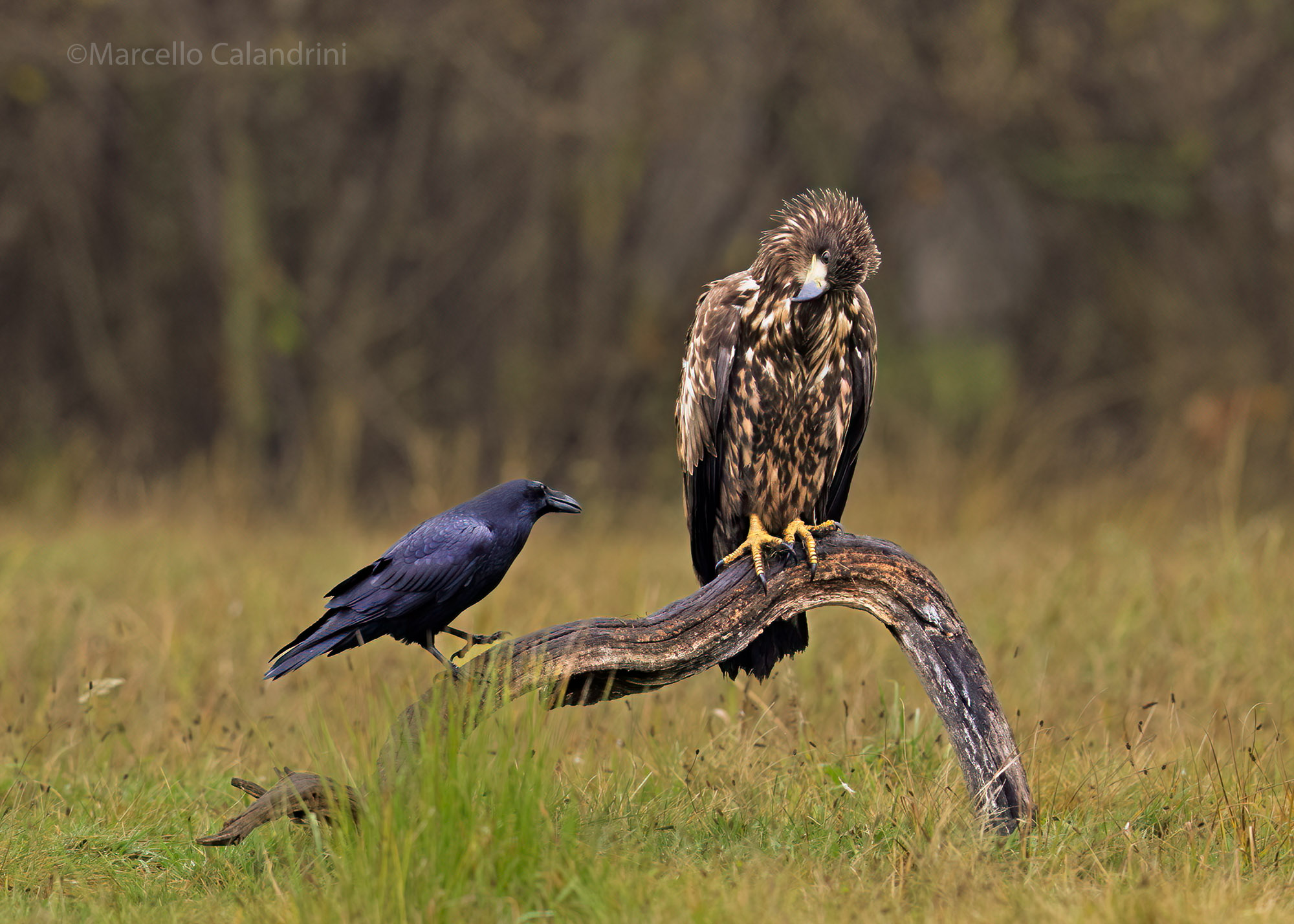 White-tailed sea eagle and raven