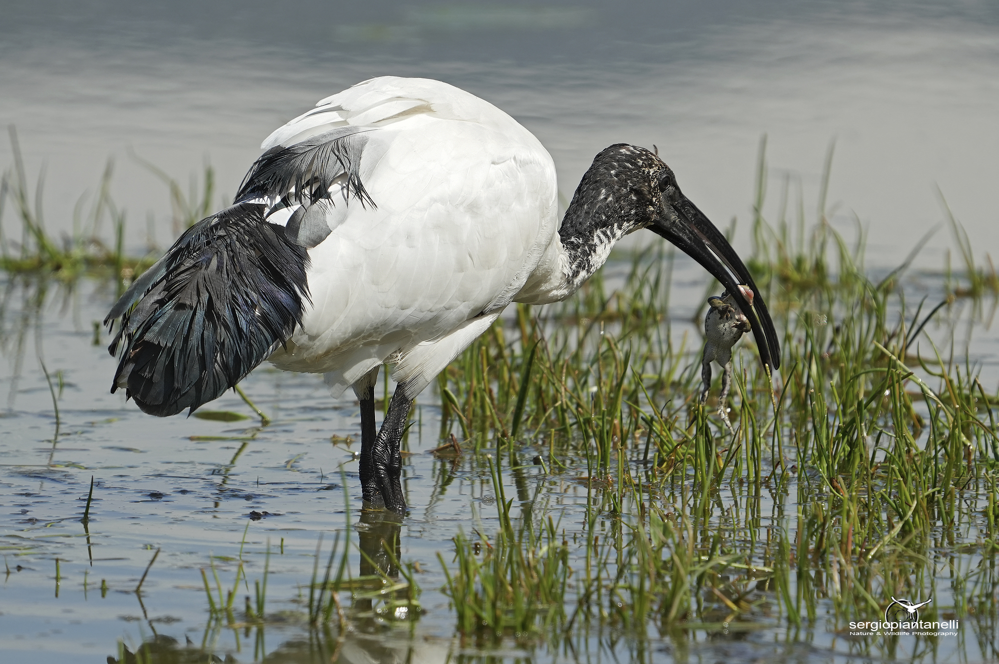 Uno spuntino per l'Ibis