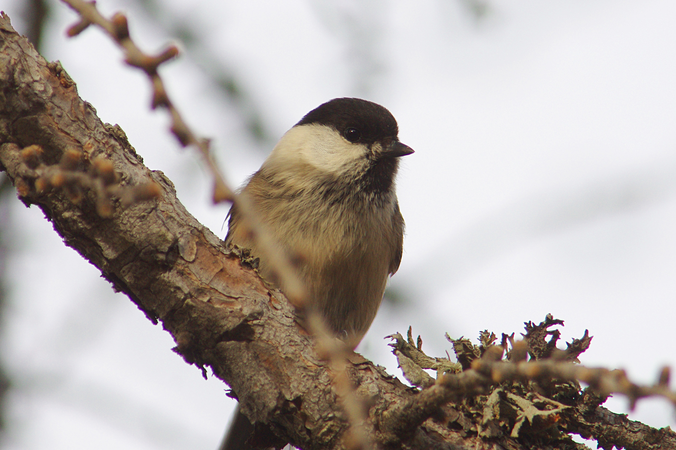 Titmouse