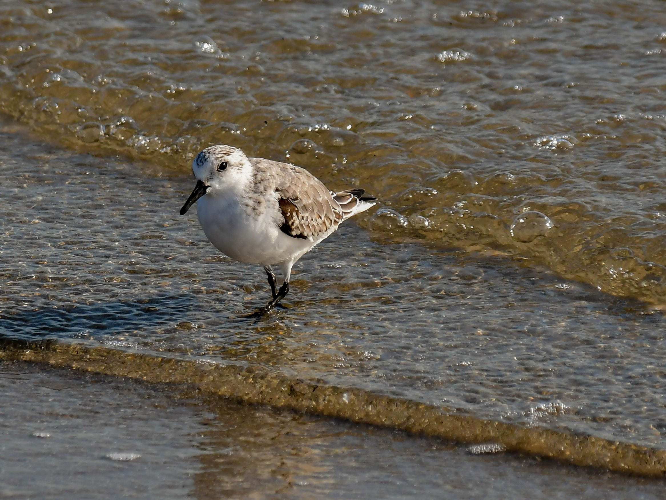 Three-toed Sandpiper