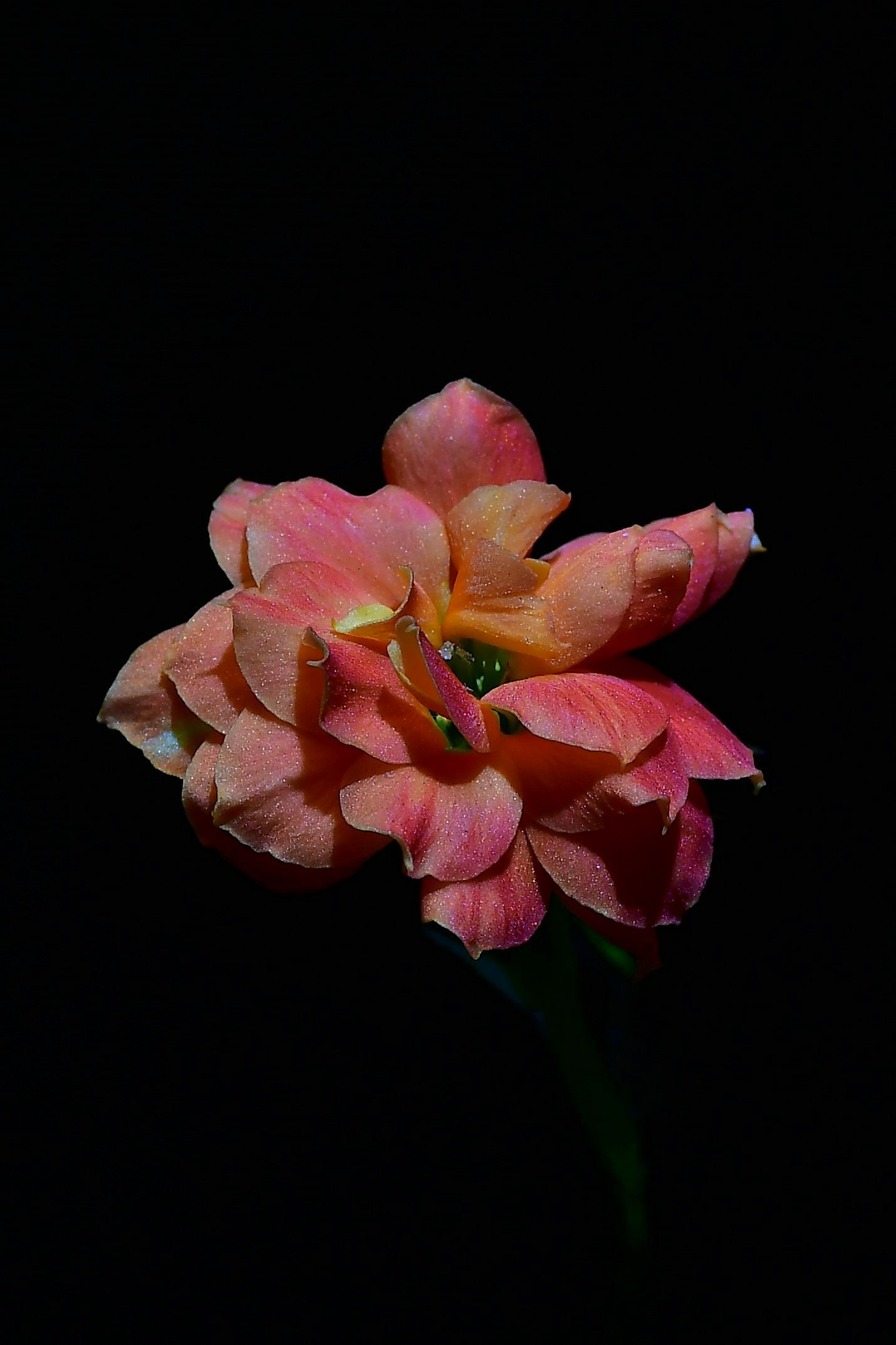 Kalanchoe