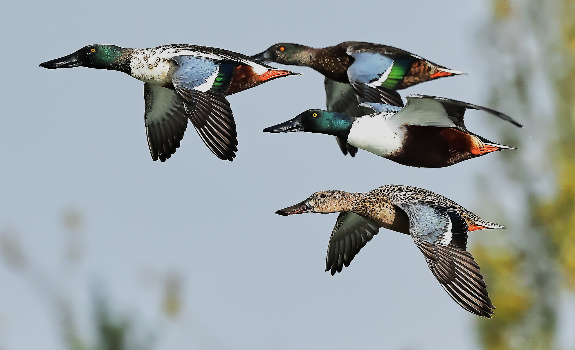 Ladles with eclipse plumage, at different stages.