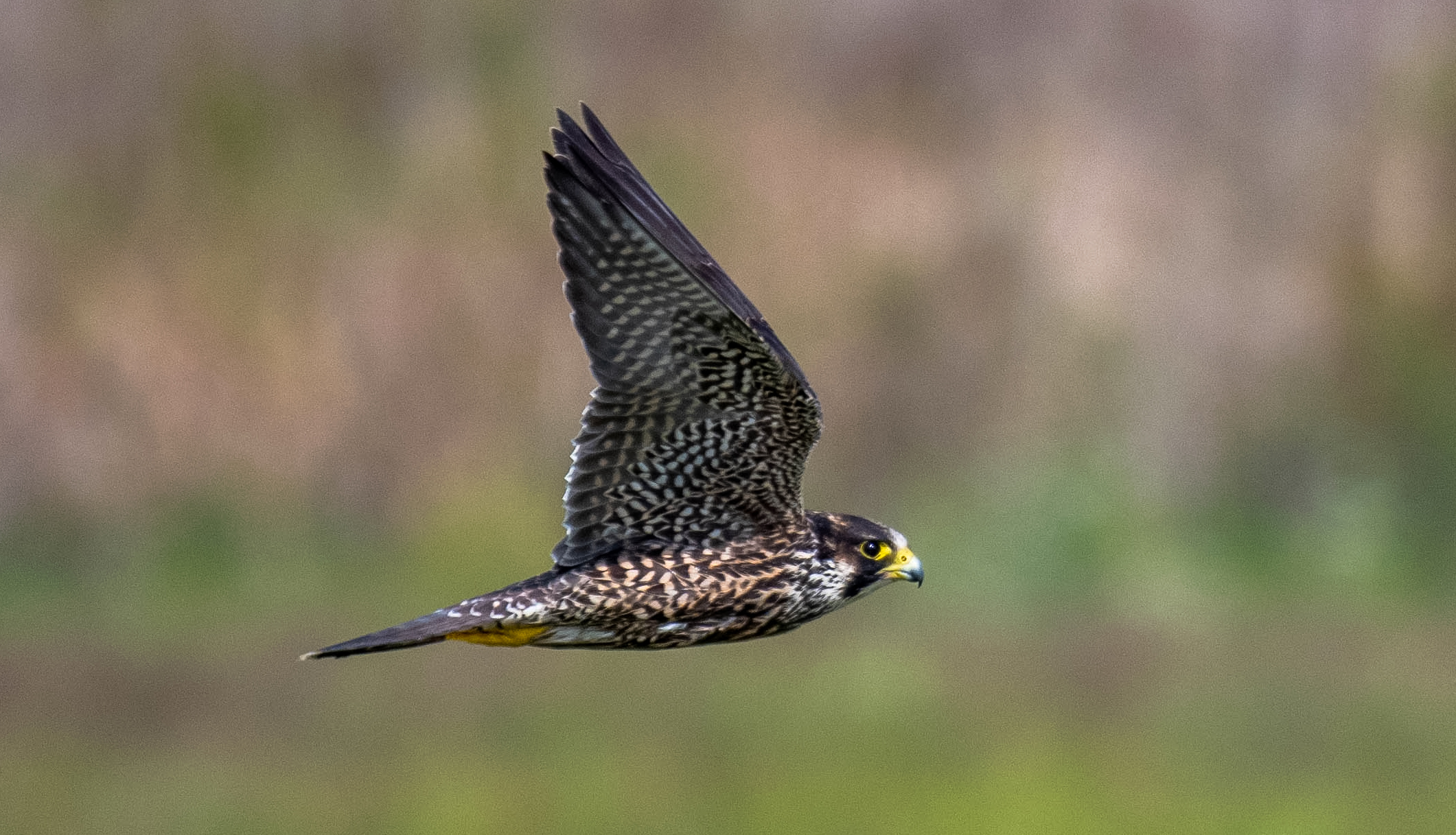 Falco pellegrino