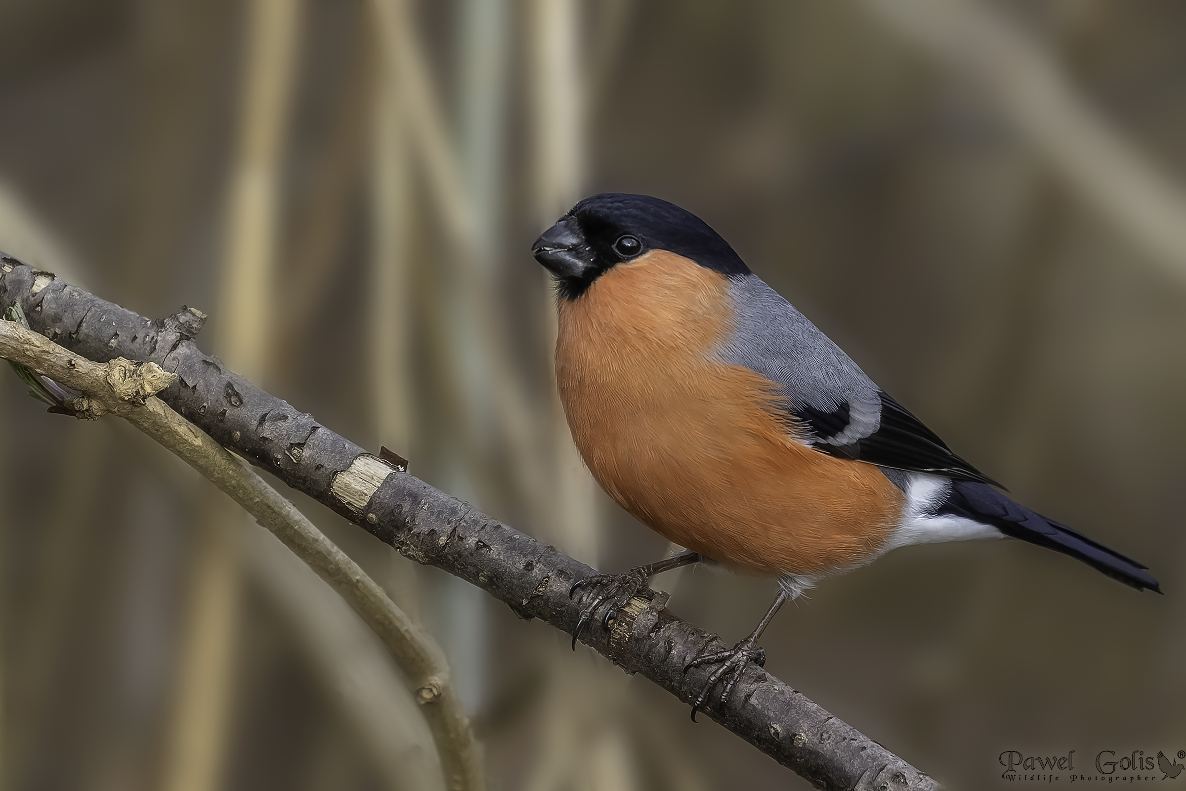 Ciuffolotto eurasiatico (Pyrrhula pyrrhula)