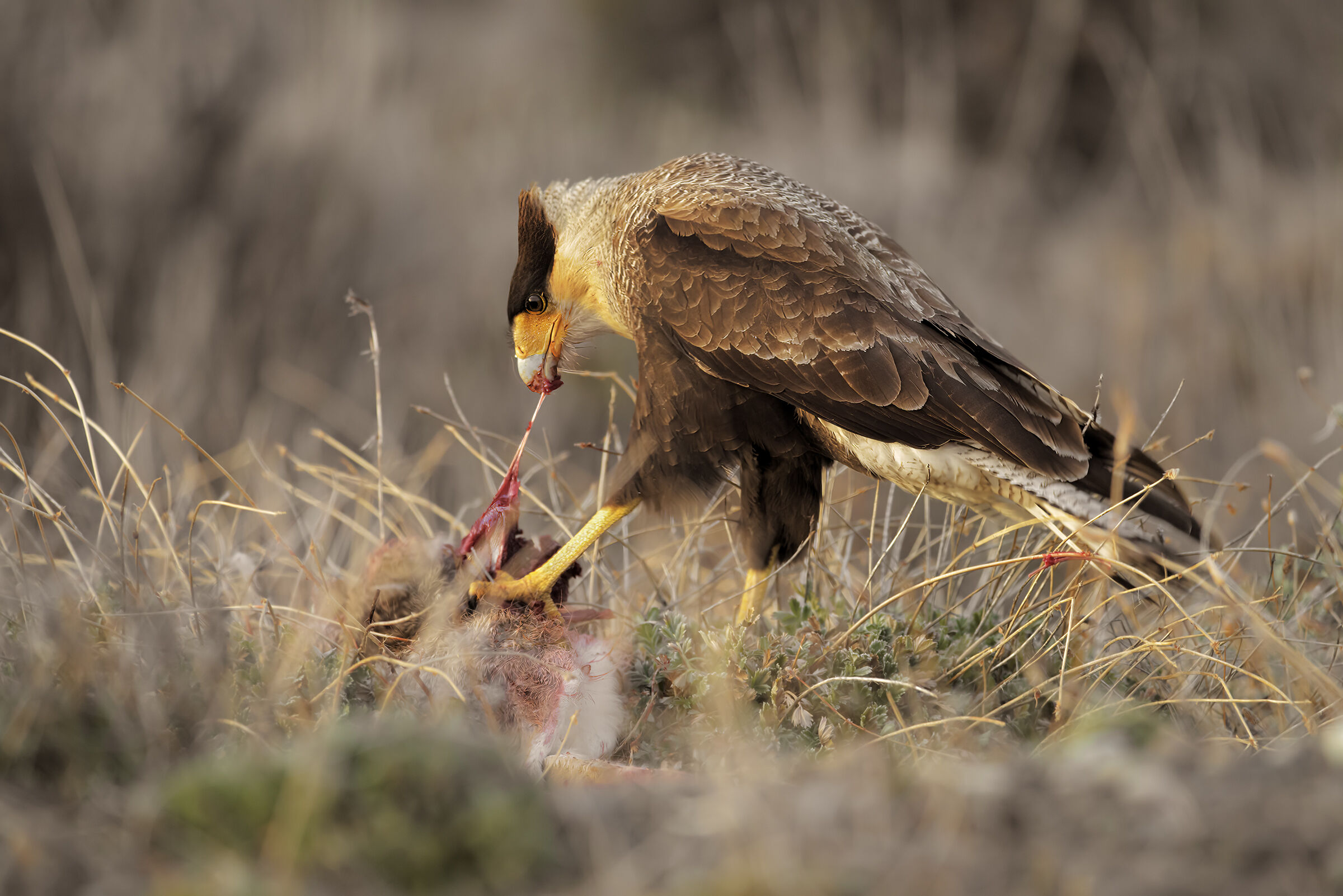 La Colazione del CaraCara