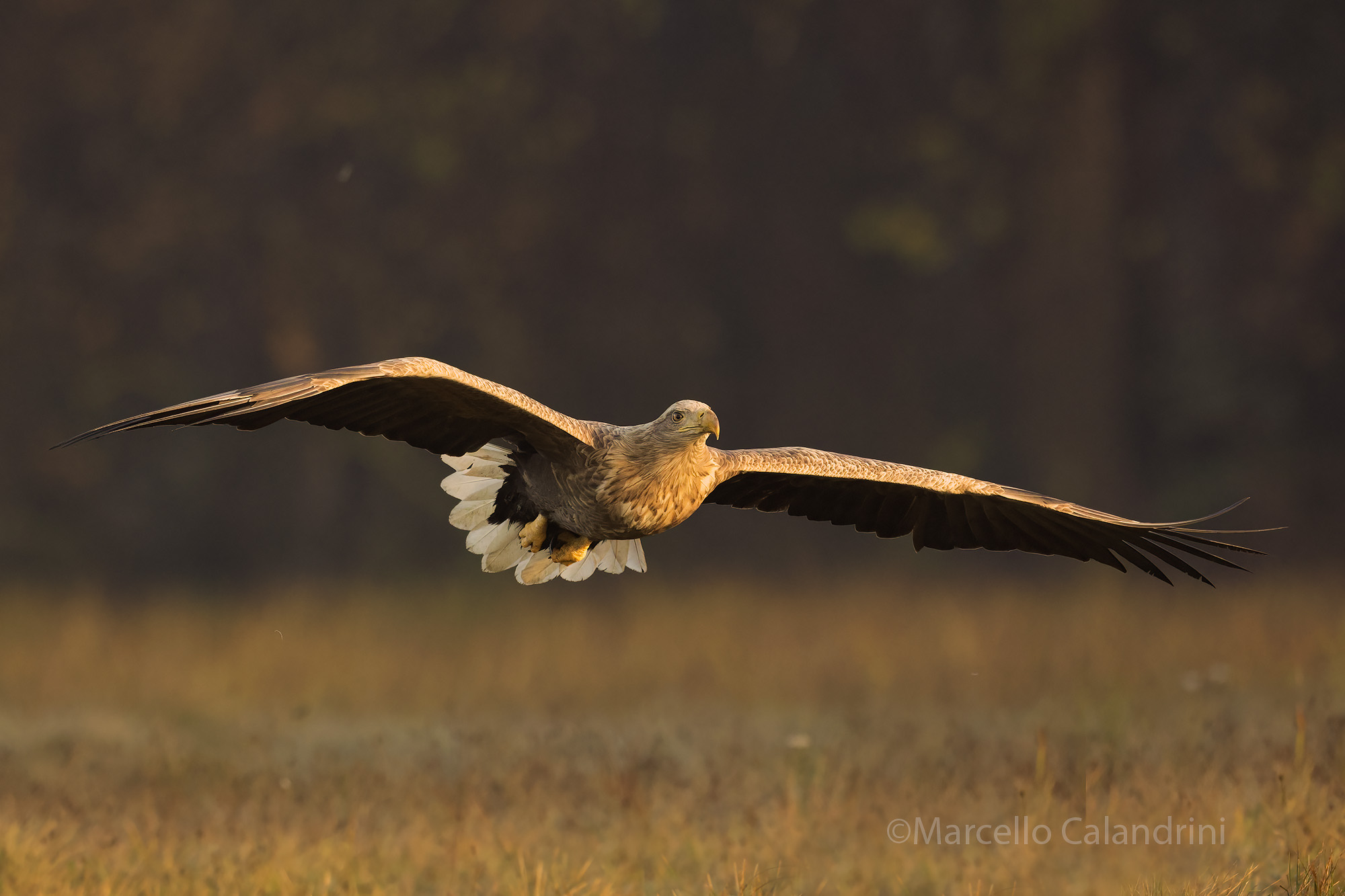 White-tailed sea eagle