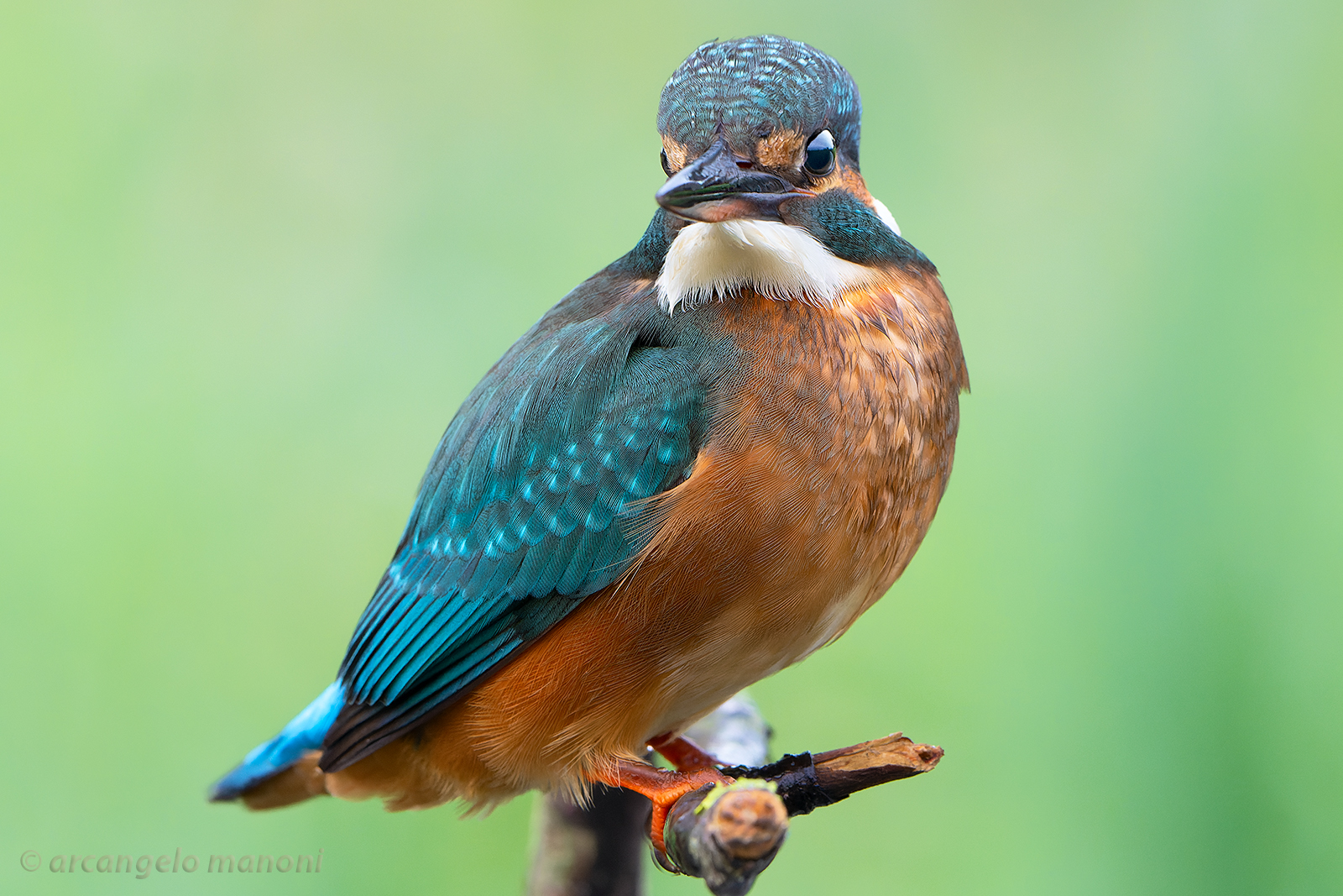 The enchanted martina