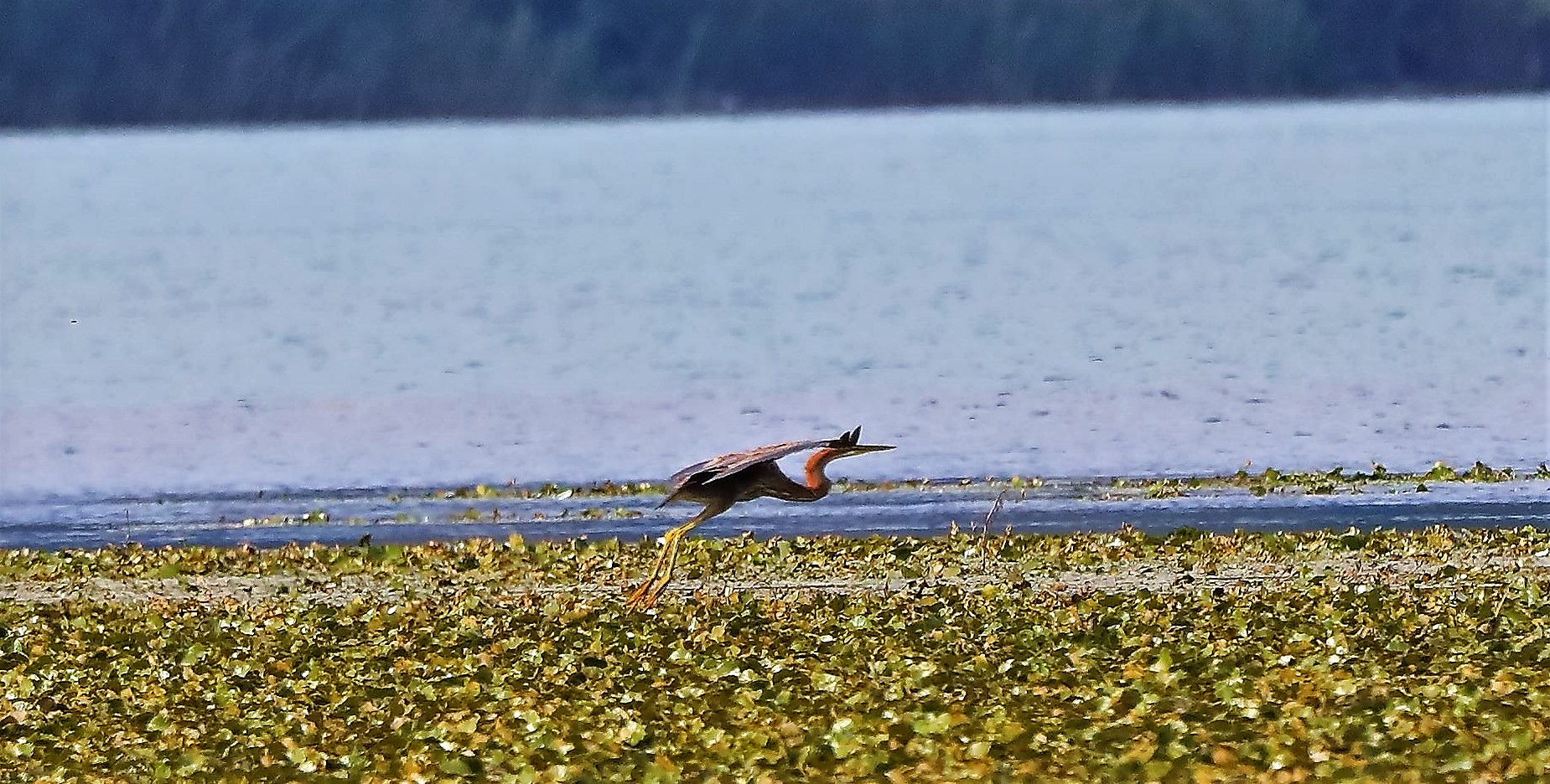 airone rosso 30-08-2022