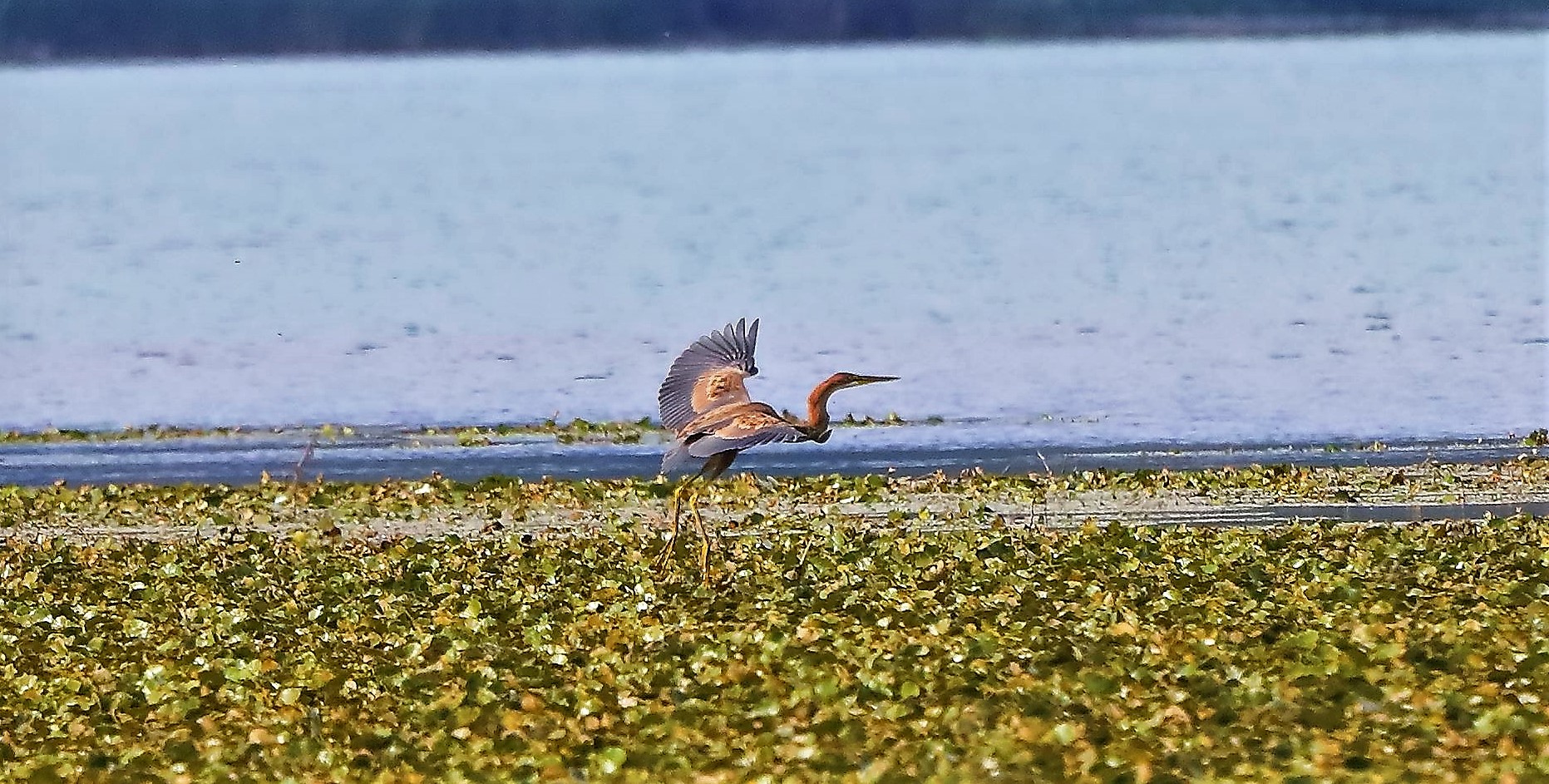 airone rosso 30-08-2022