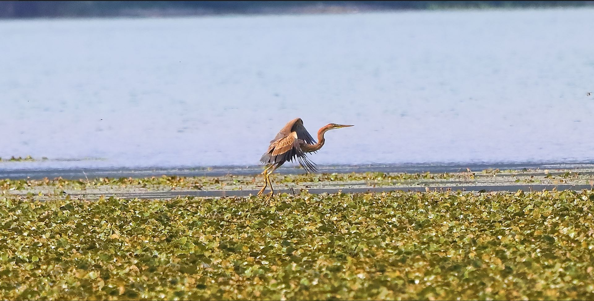 airone rosso 30-08-2022