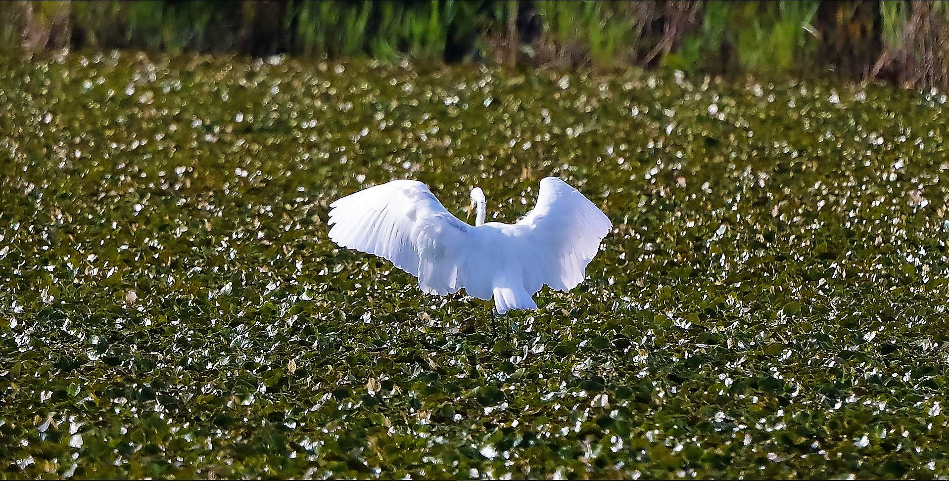 Bianco maggiore 30-08-2022