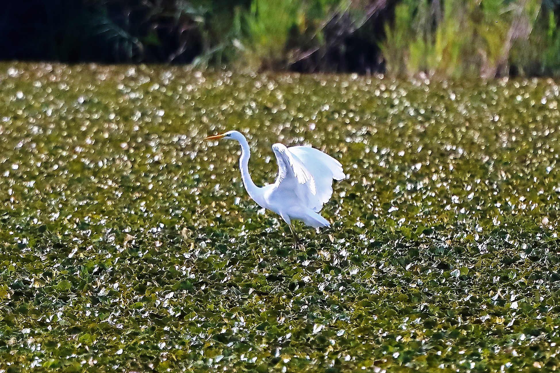 Bianco maggiore 30-08-2022