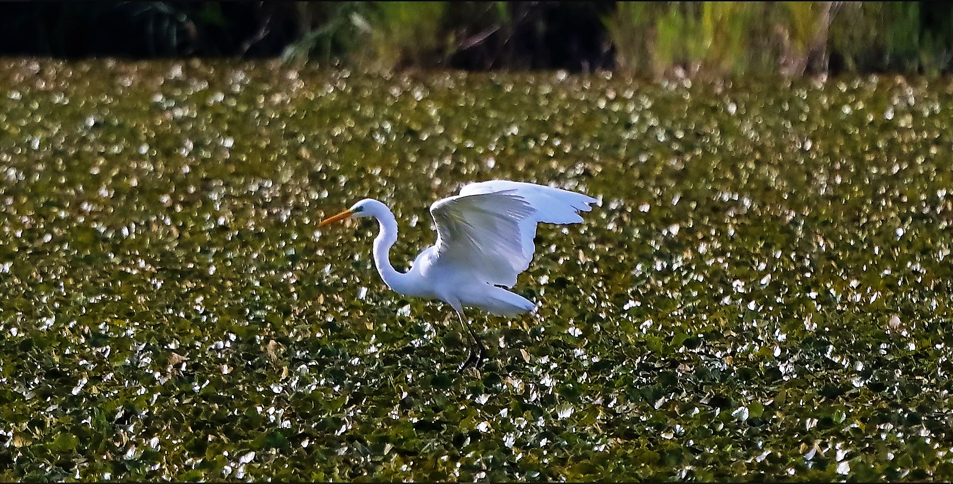 Bianco maggiore 30-08-2022