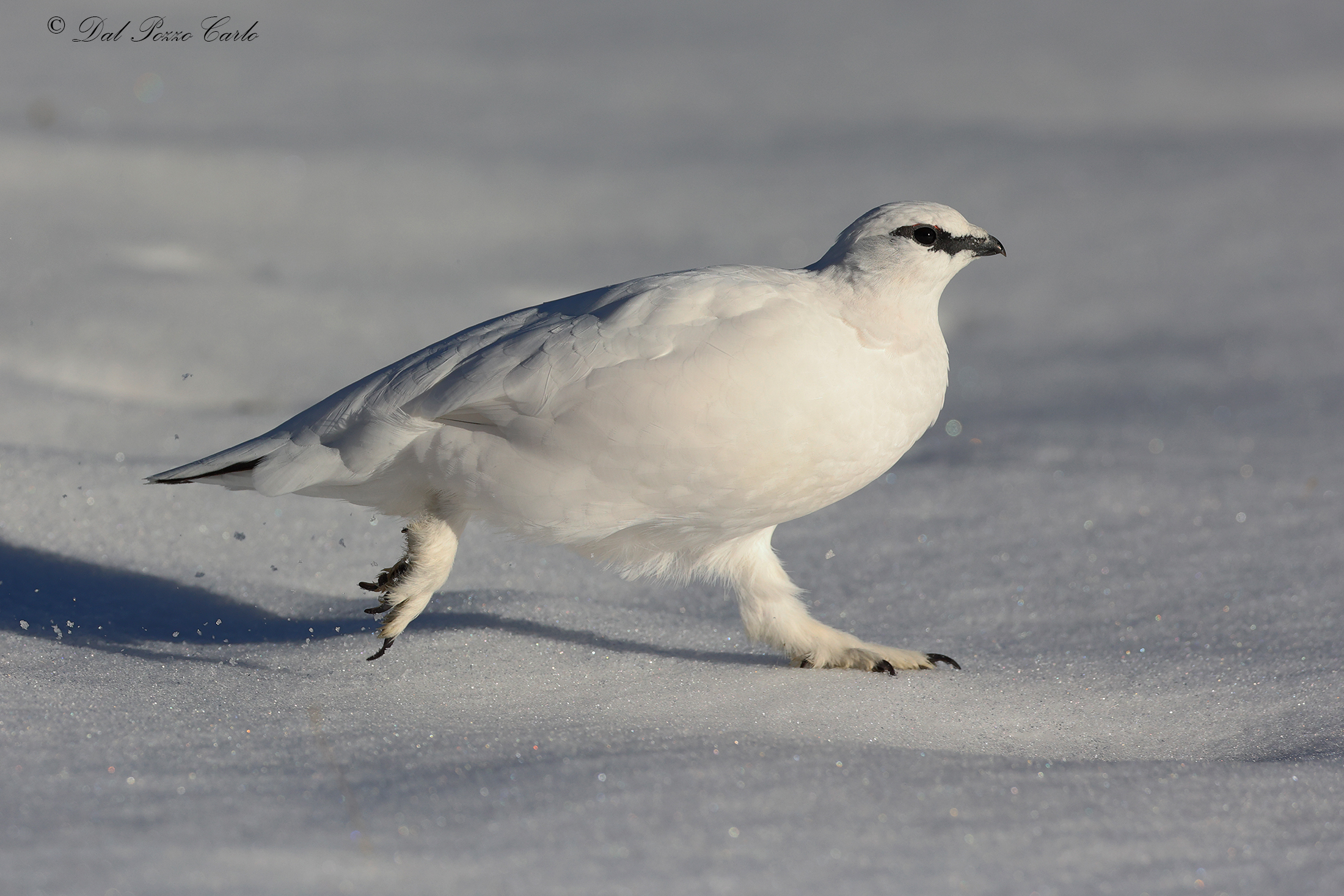 Long and well-stretched steps