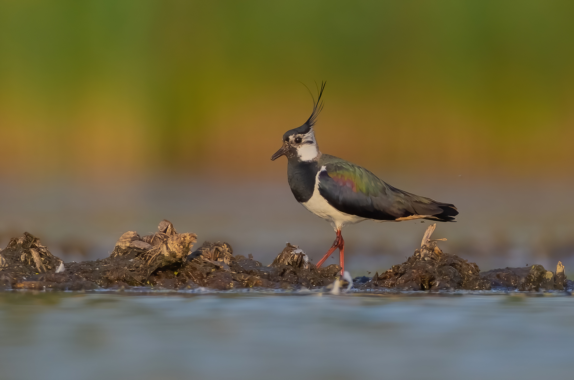 Vanellus vanellus